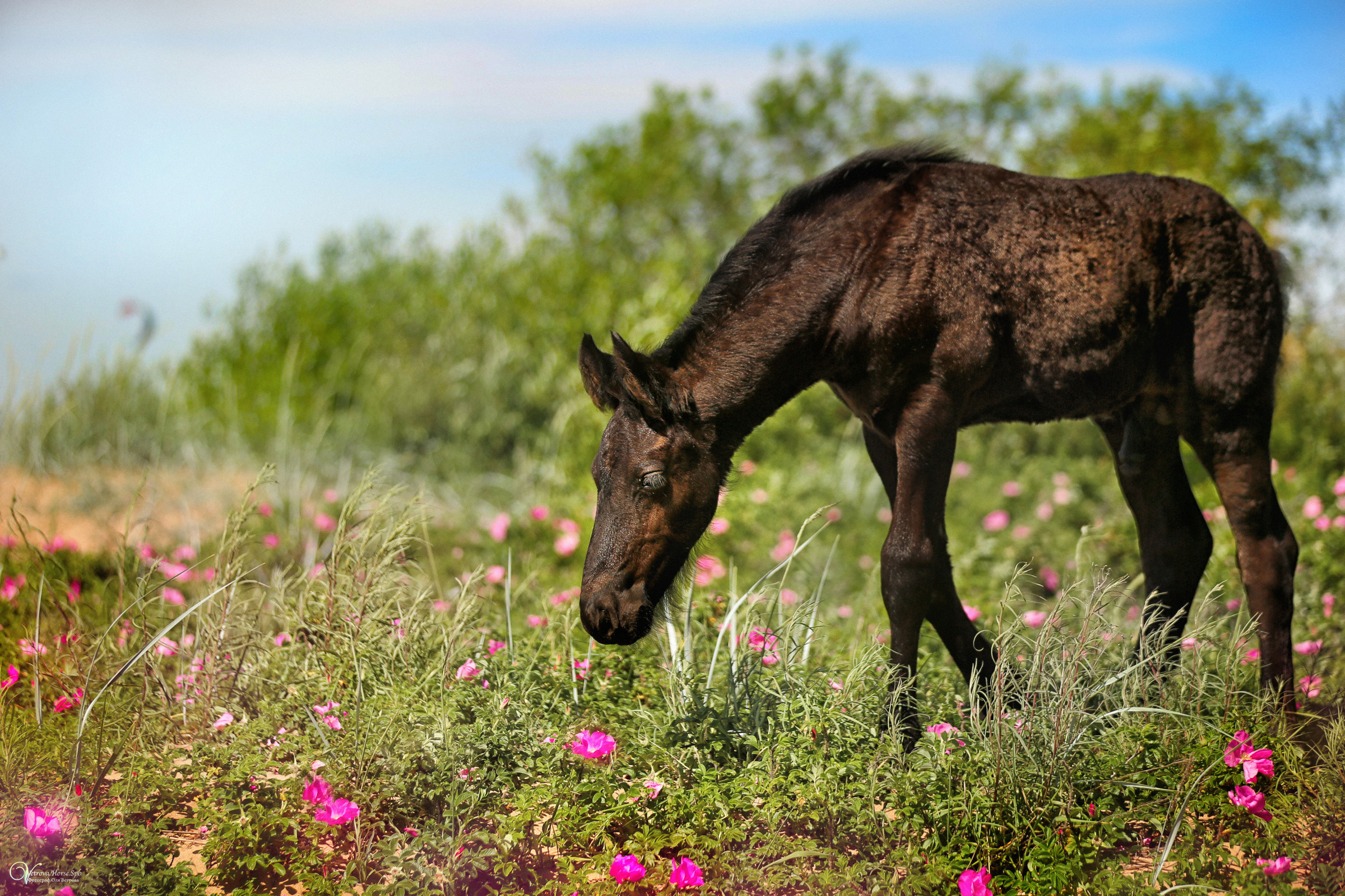 Персей_Маленький фризик. Фотограф женский и мужской портрет Санкт-Петербург