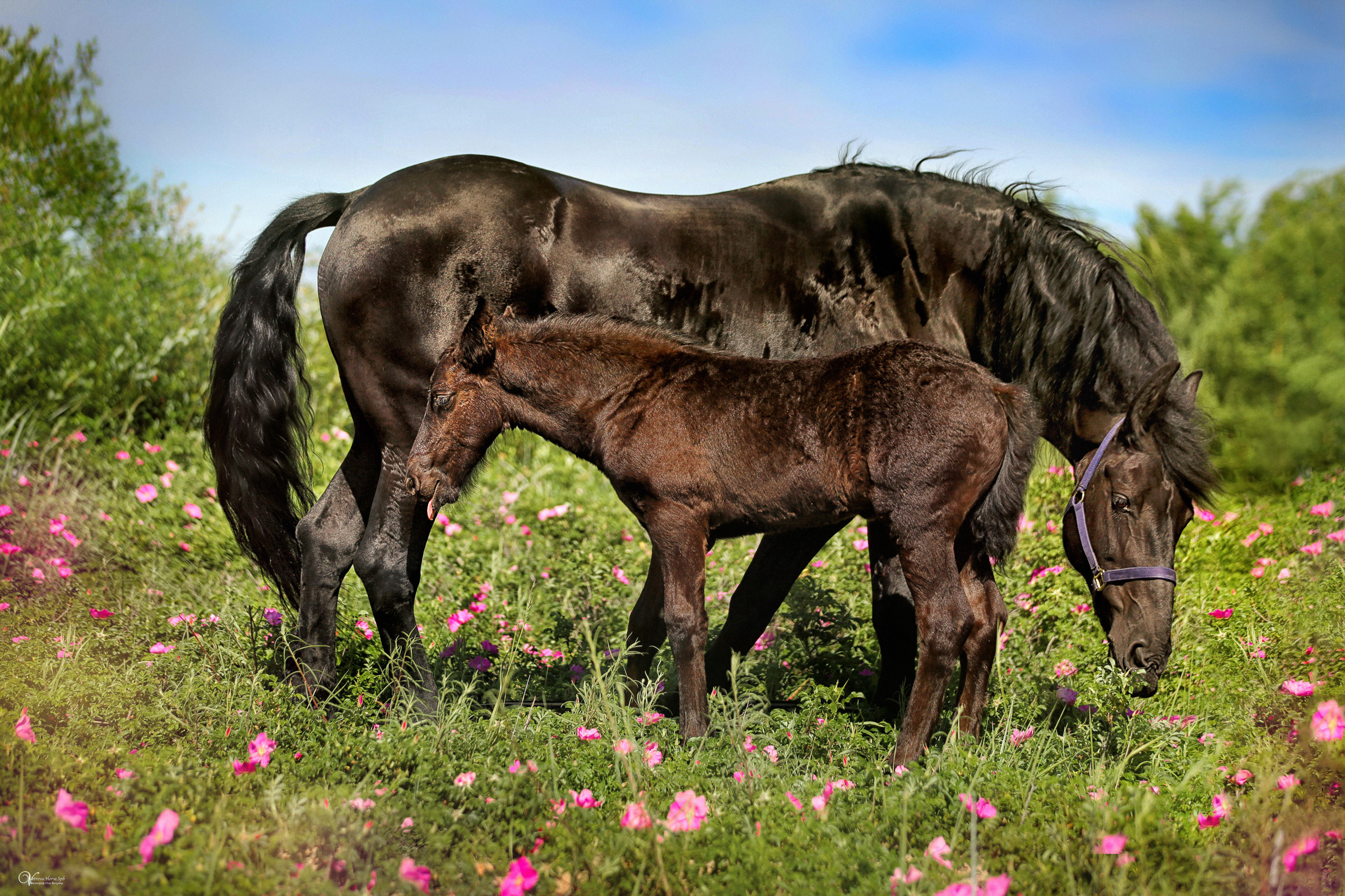 Персей_Маленький фризик. Фотограф женский и мужской портрет Санкт-Петербург