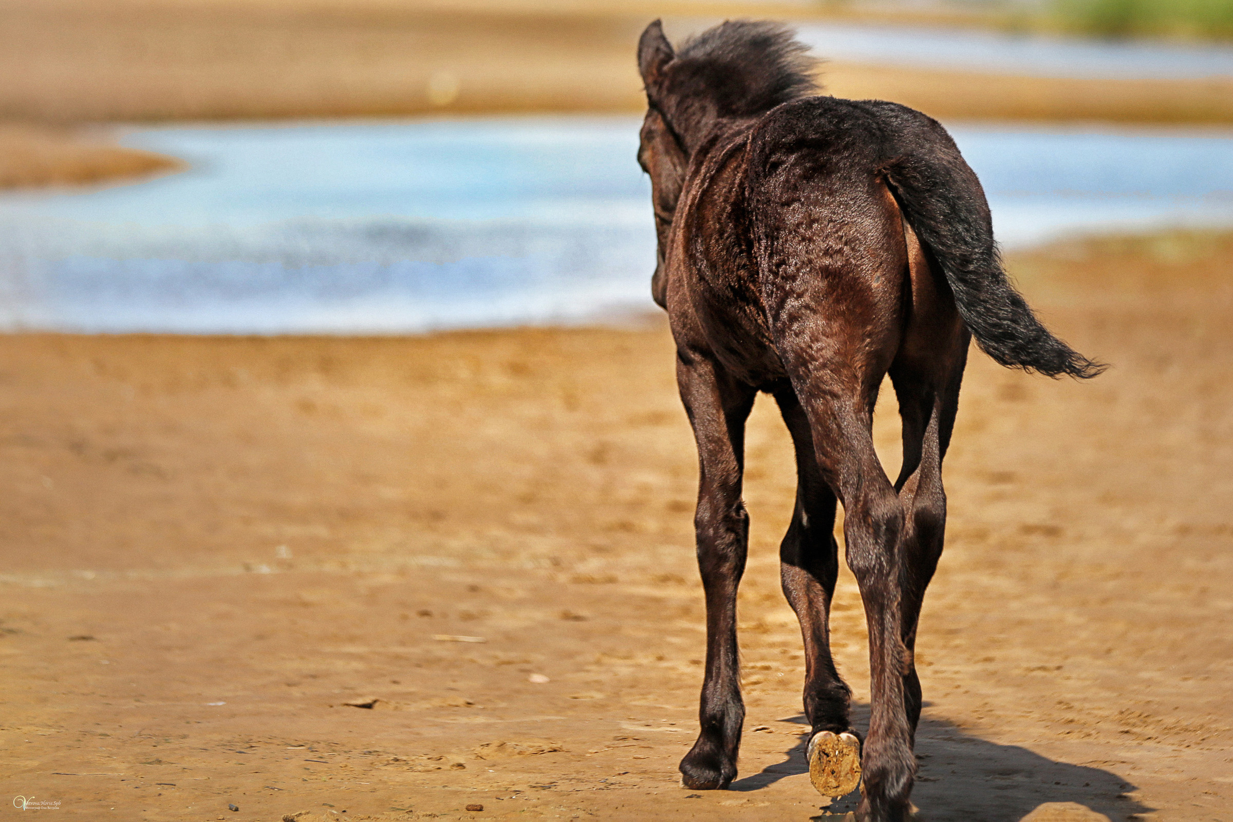 Персей_Маленький фризик. Фотограф женский и мужской портрет Санкт-Петербург