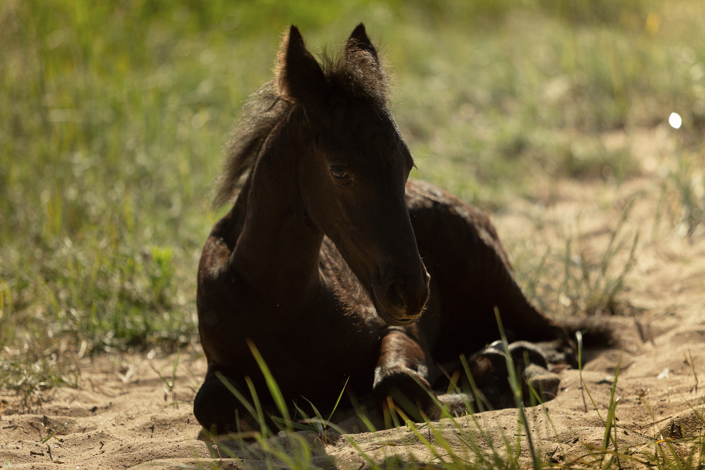 Первая фотосессия с лошадьми :). Фотограф женский и мужской портрет Санкт-Петербург