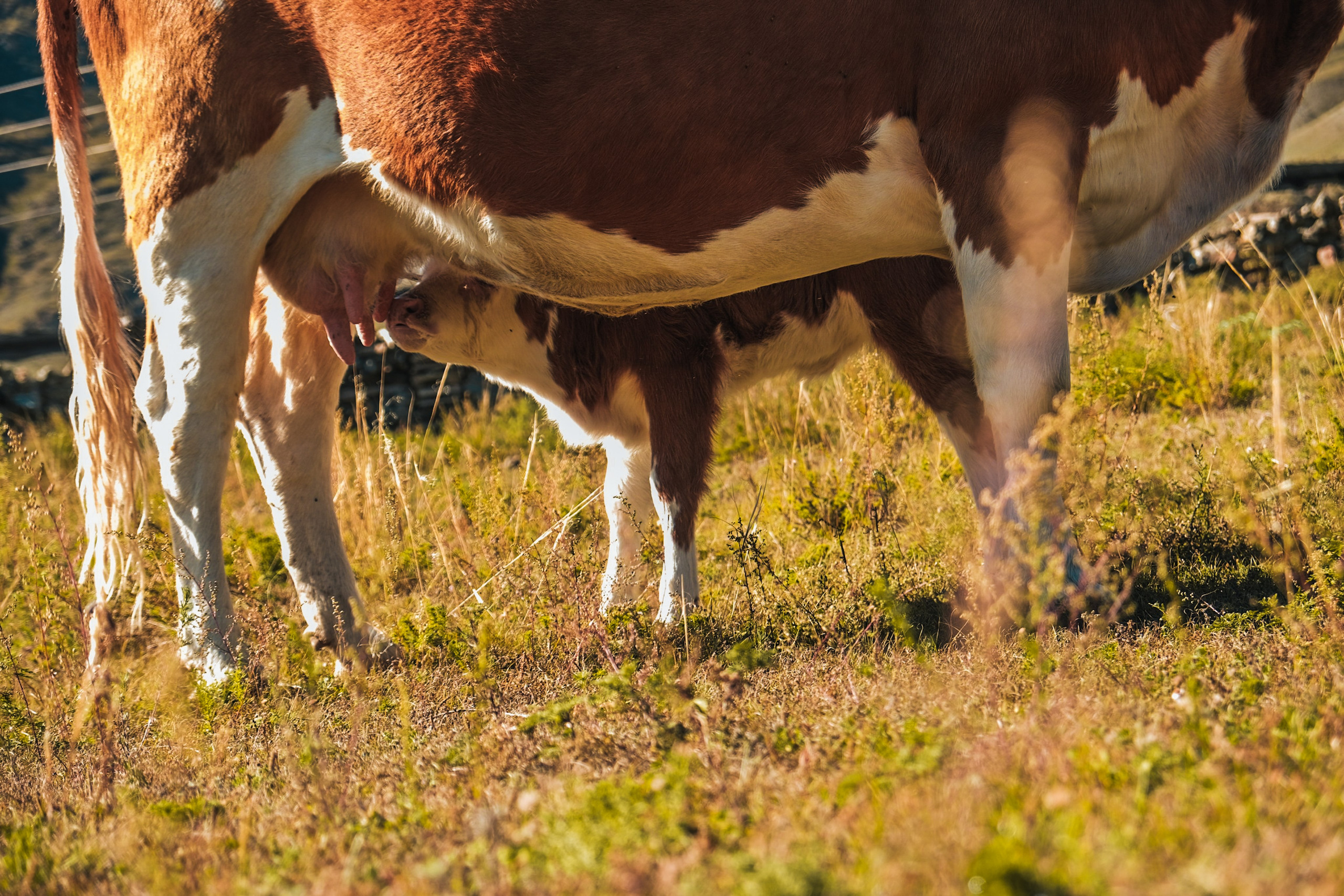 Altai 21'. Фотограф в Тюмени Кирилл Марфин
