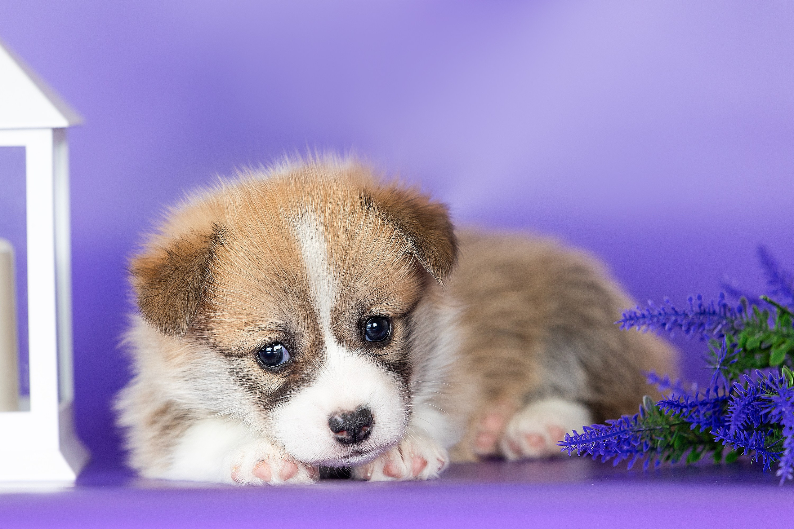 Фотосессии помётов щенков. Фотограф. Фотограф-анималист. Москва