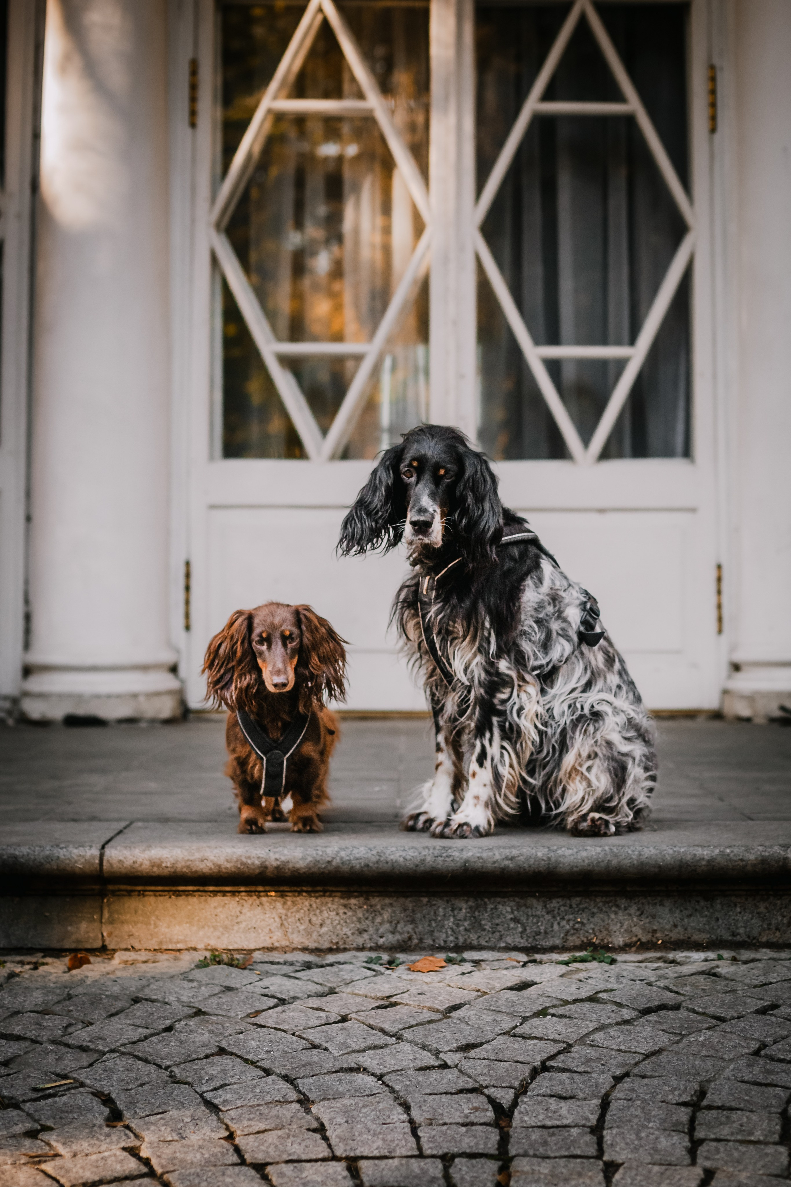 Света, Хайди, Богдана. Фотограф-анималист Татьяна Степанова
