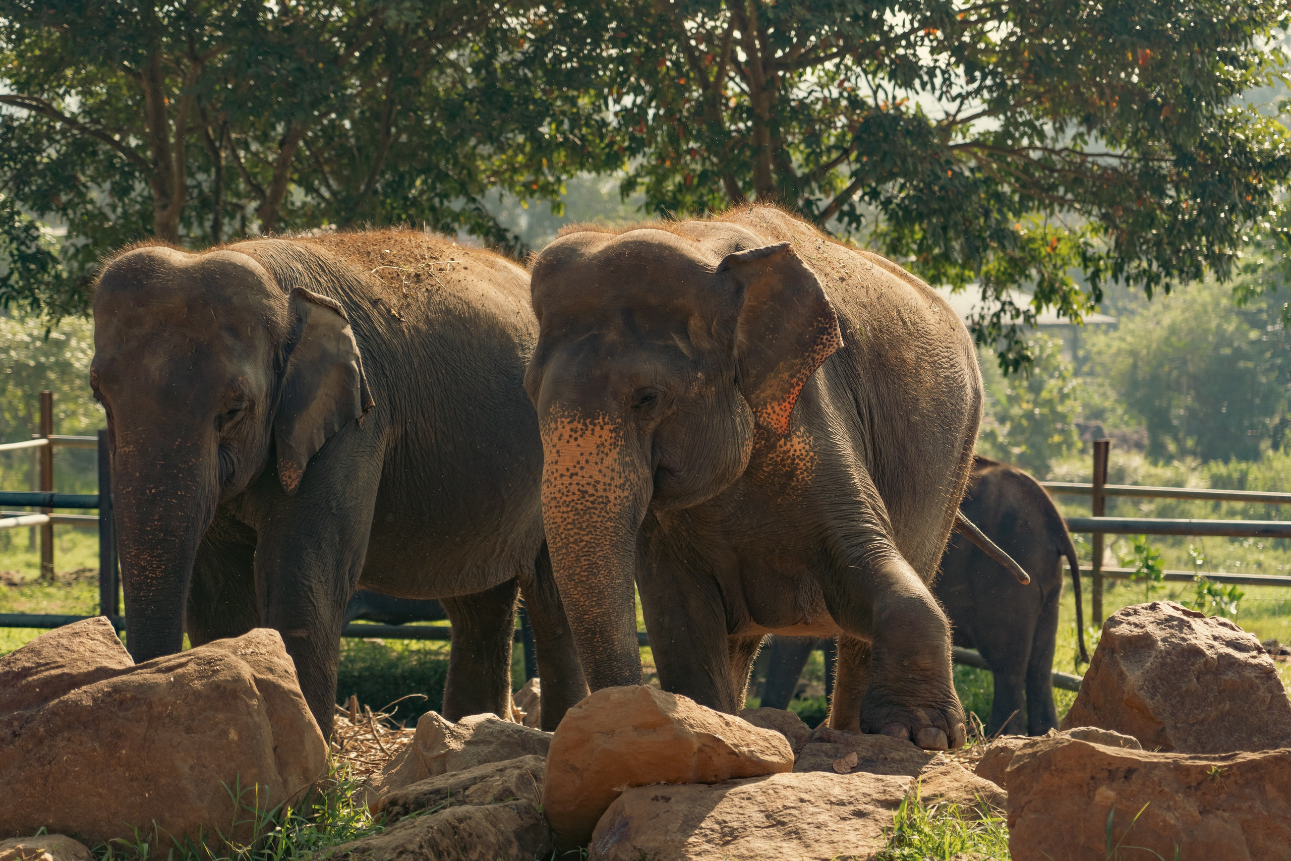 Promo content shooting for Ceylon Forward Tours