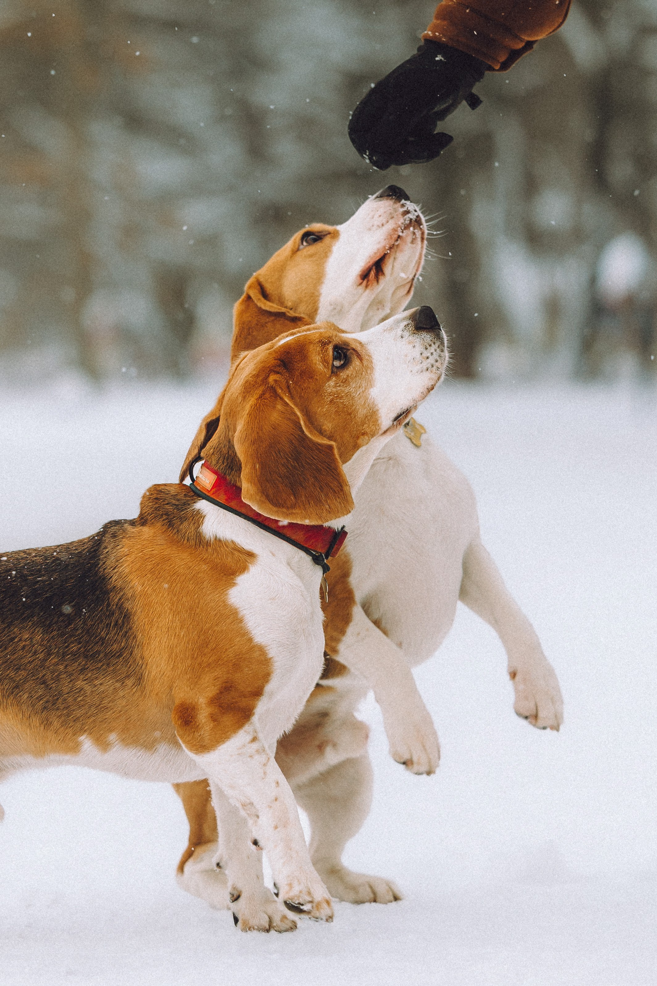 Роман, Портер и Коррес