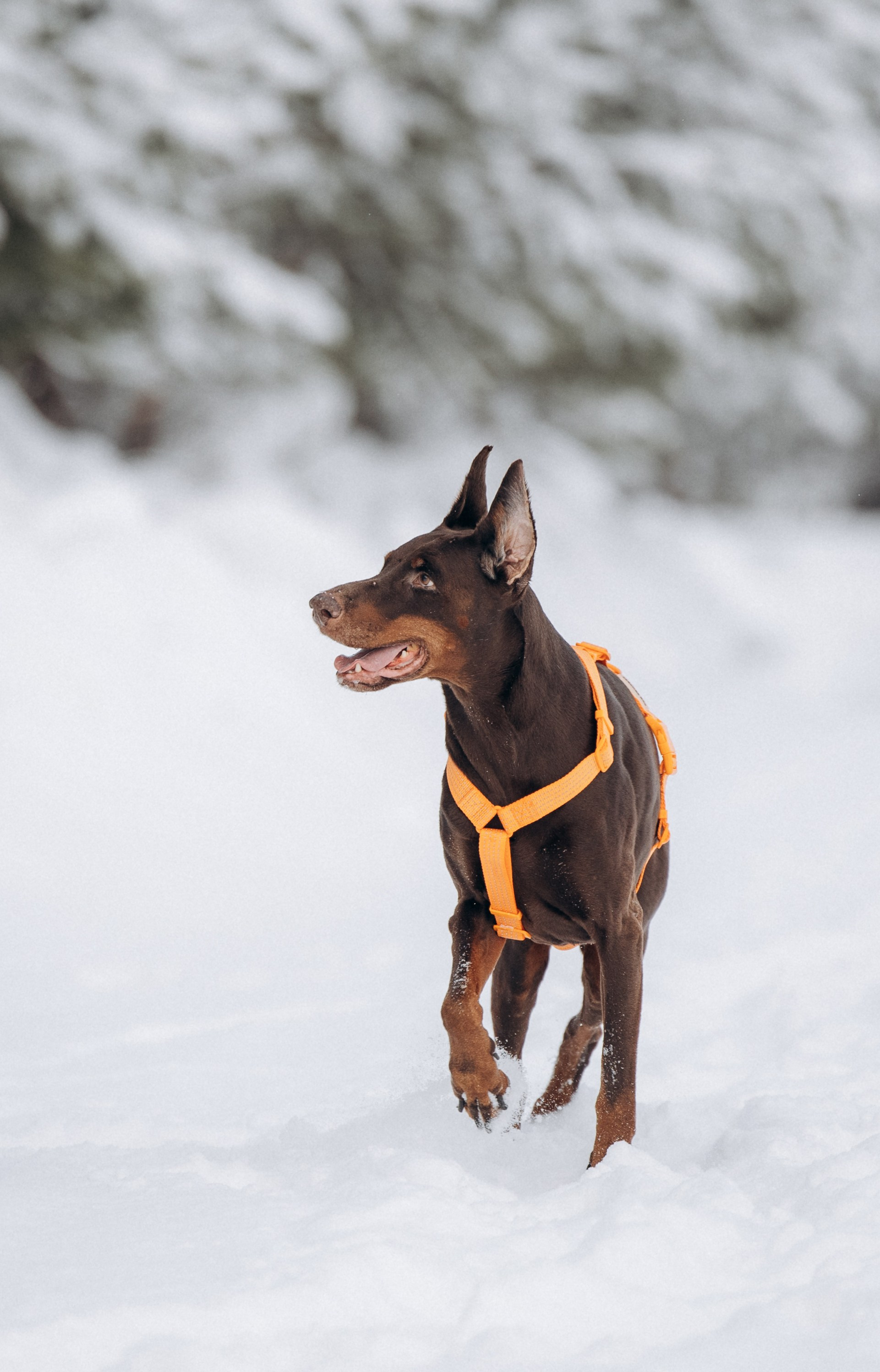 Детта. Зима. Фотограф анималист в Казани Алина Сулейманова. Фотограф животных