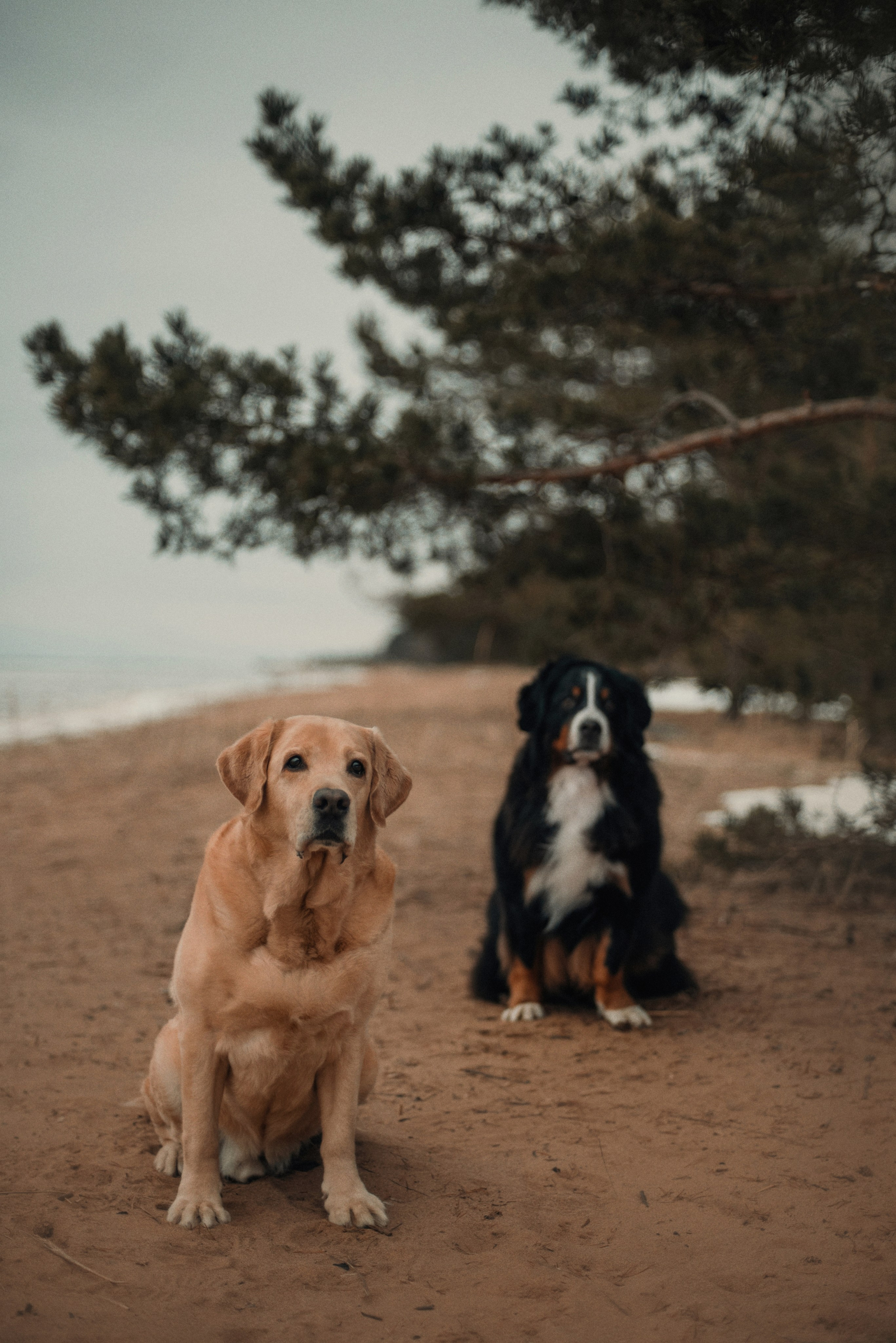 Прогулка: берн Пума, Фрэнк и Юля в Питере. Портфолио