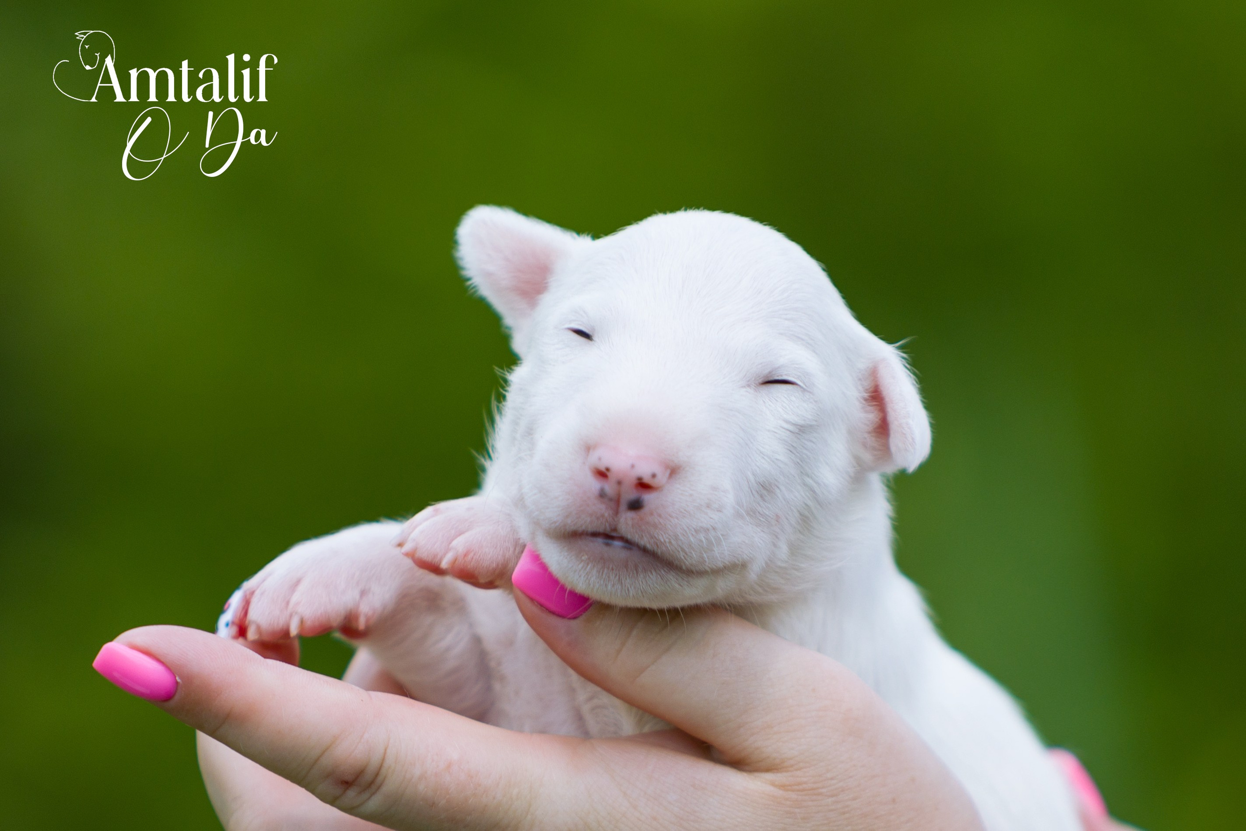 Миниатюрный бультерьер. Фотограф — анималист Татьяна Ли
