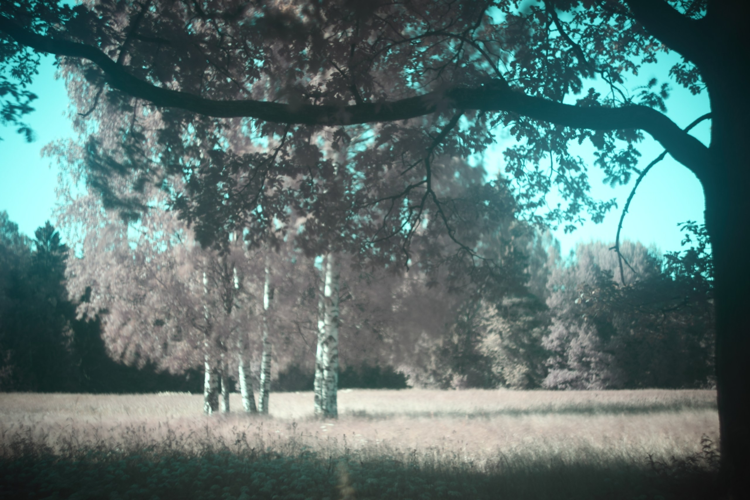 Соня Ляховская, Павловск. FOTOFAQ SKOOL г. Санкт-Петербург: очные, дистанционные и онлайн курсы фотографии