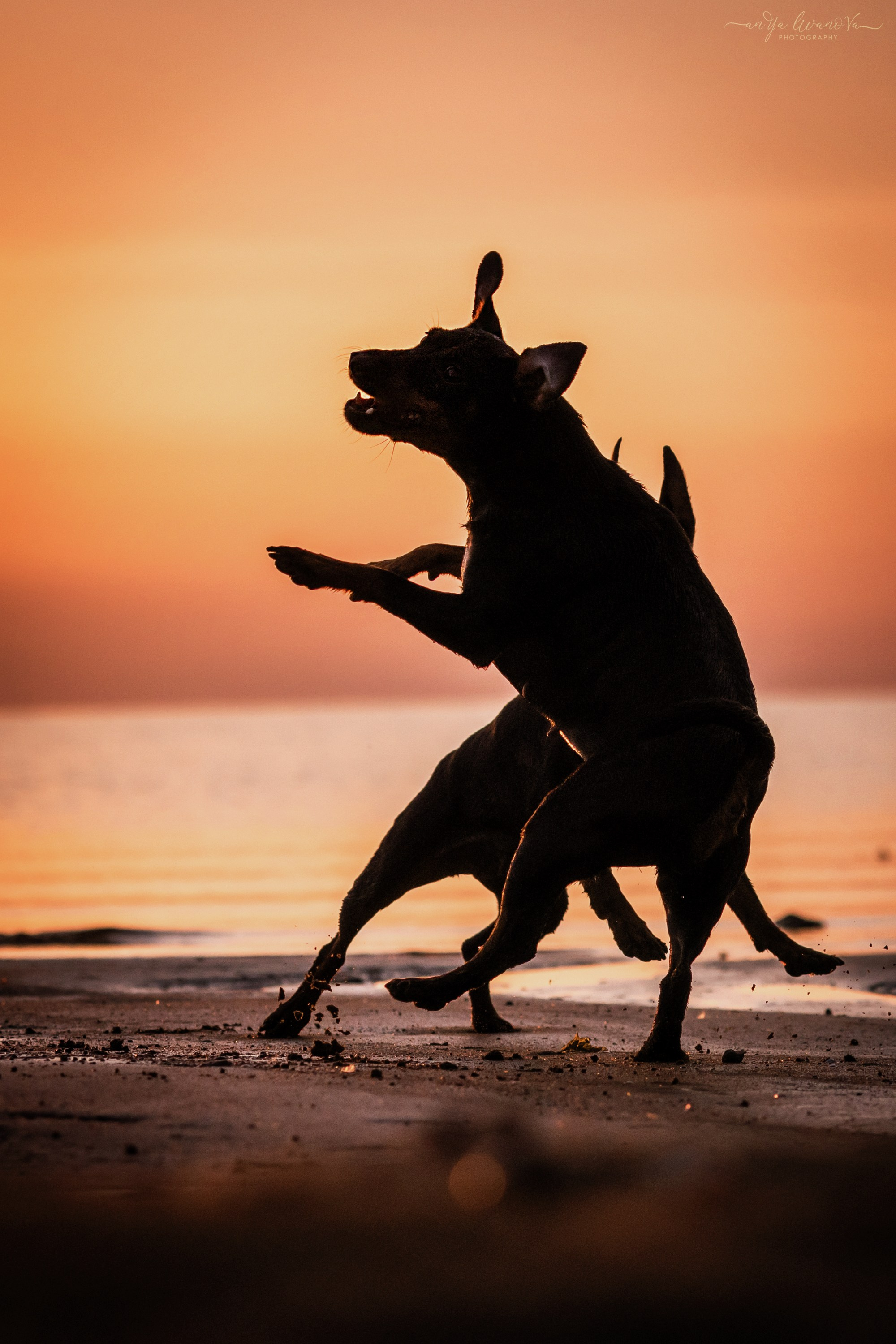 Ляля — Маня — Плюша закат. Фотограф анималист Аня Ливанова | Рыбинск