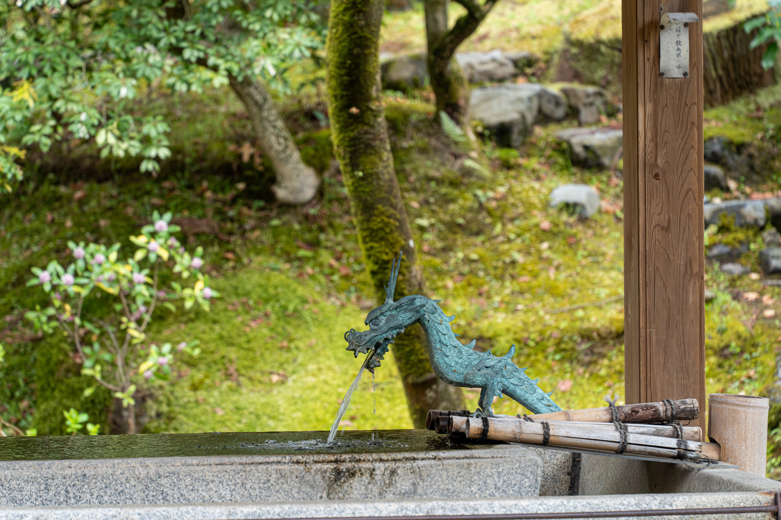 Япония, сакура. Творческие сьемки