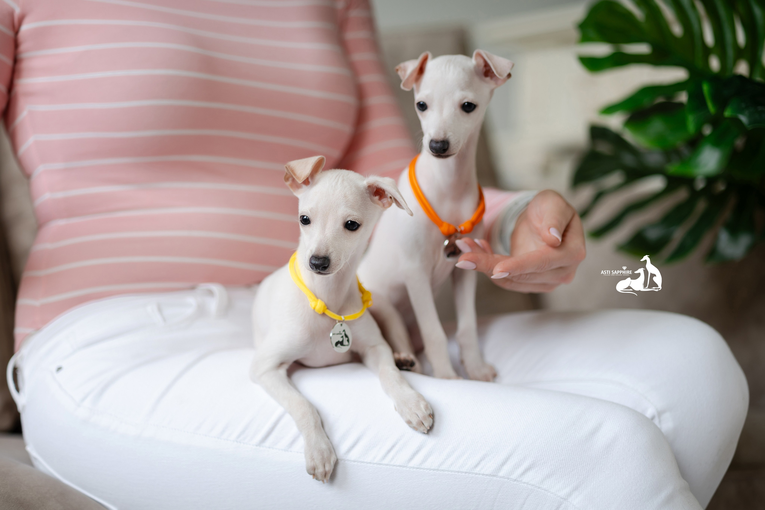 Белоснежные. Professional Italian Greyhound Kennel RKF/FCI ASTI SAPPHIRE 💎 Sochi|St. Petersburg