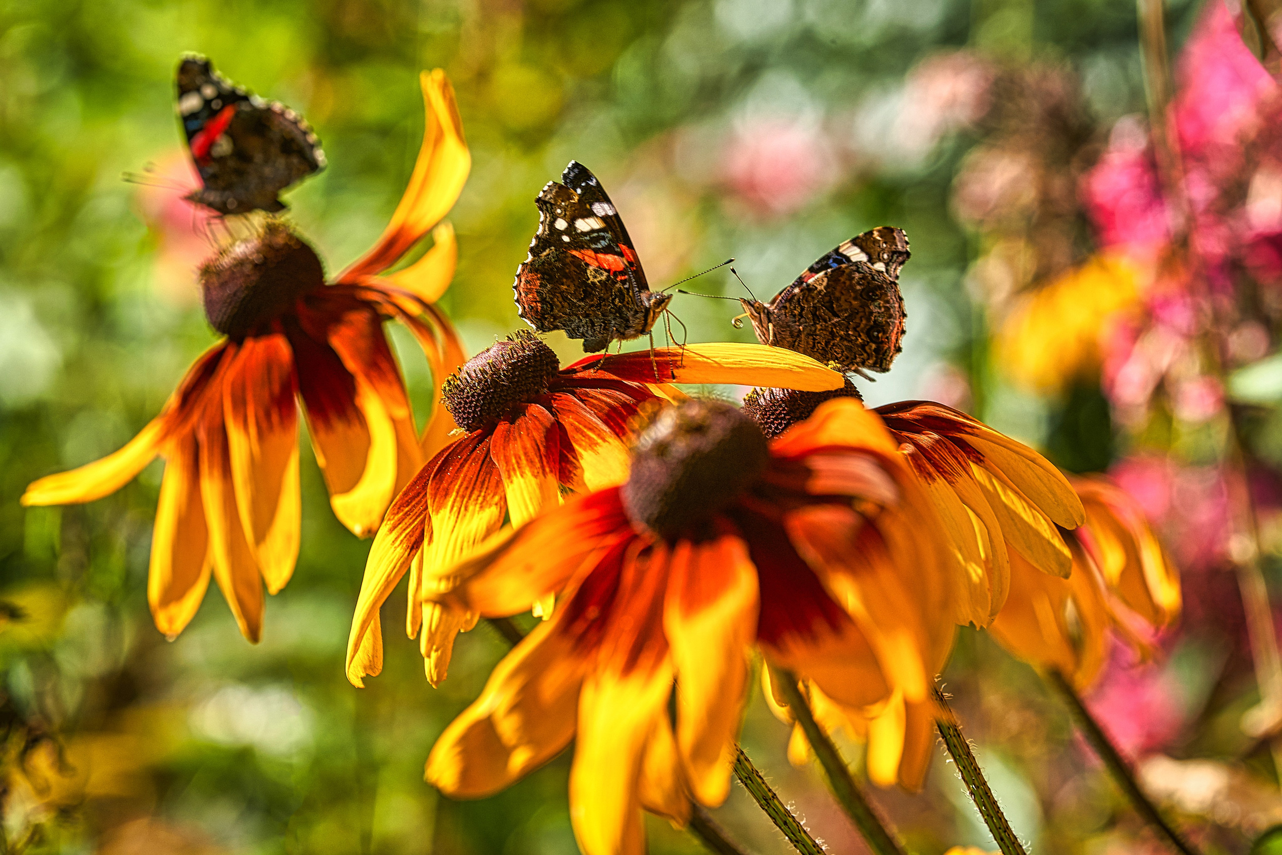 Наша мать — природа. Фотограф Владимир Артамонов