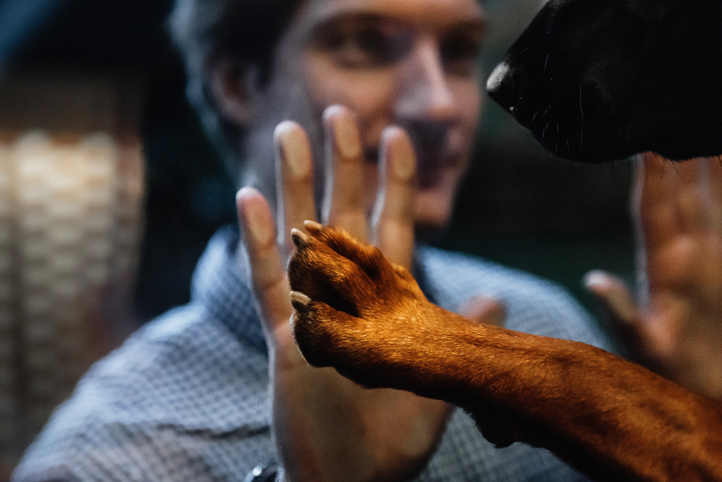 Катя, Дима и Дакота. Городская Love Story. Семейный Фотограф в Москве Ирина Хохлова