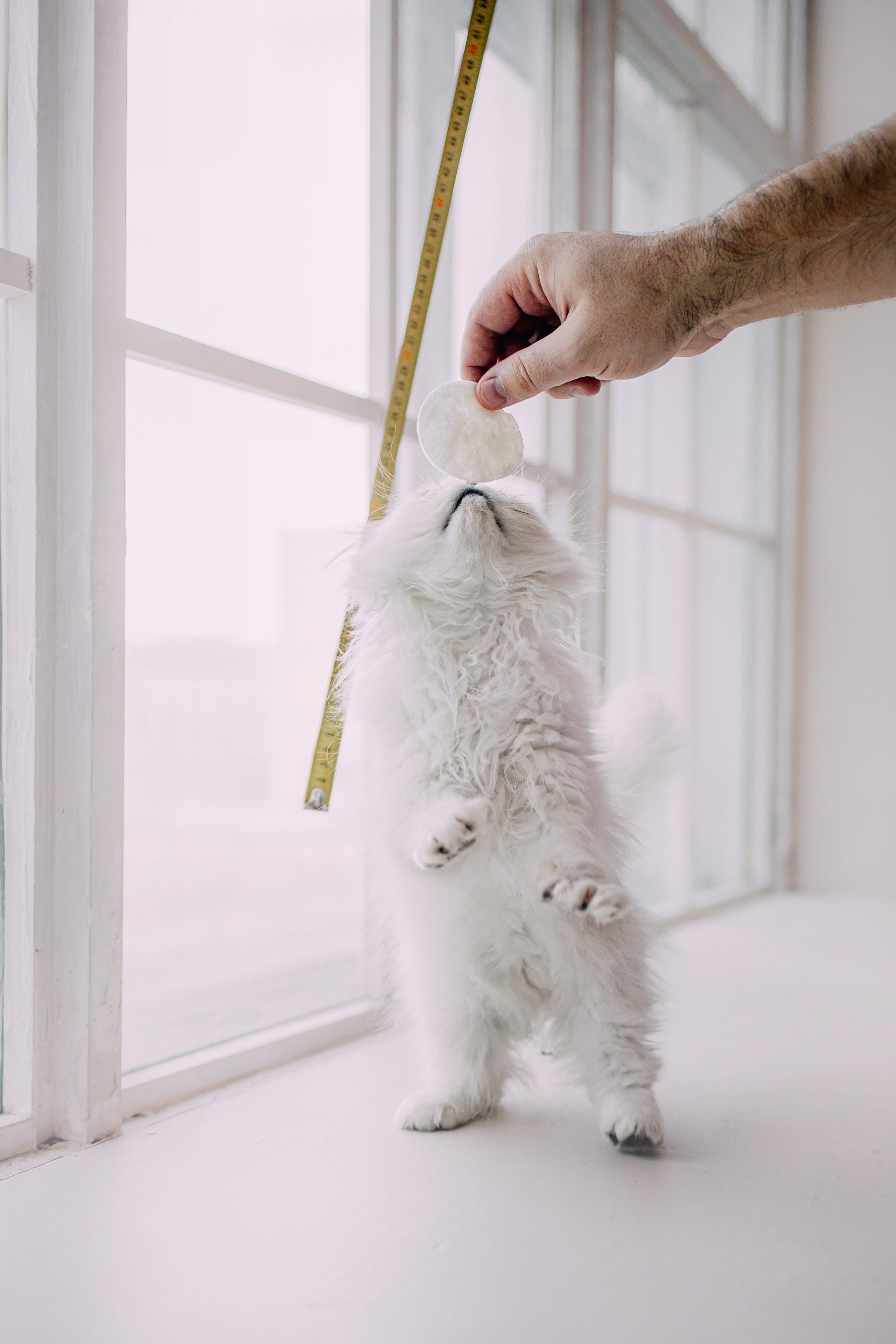 Султан, Мэй Мэй и Шанталь и их семья