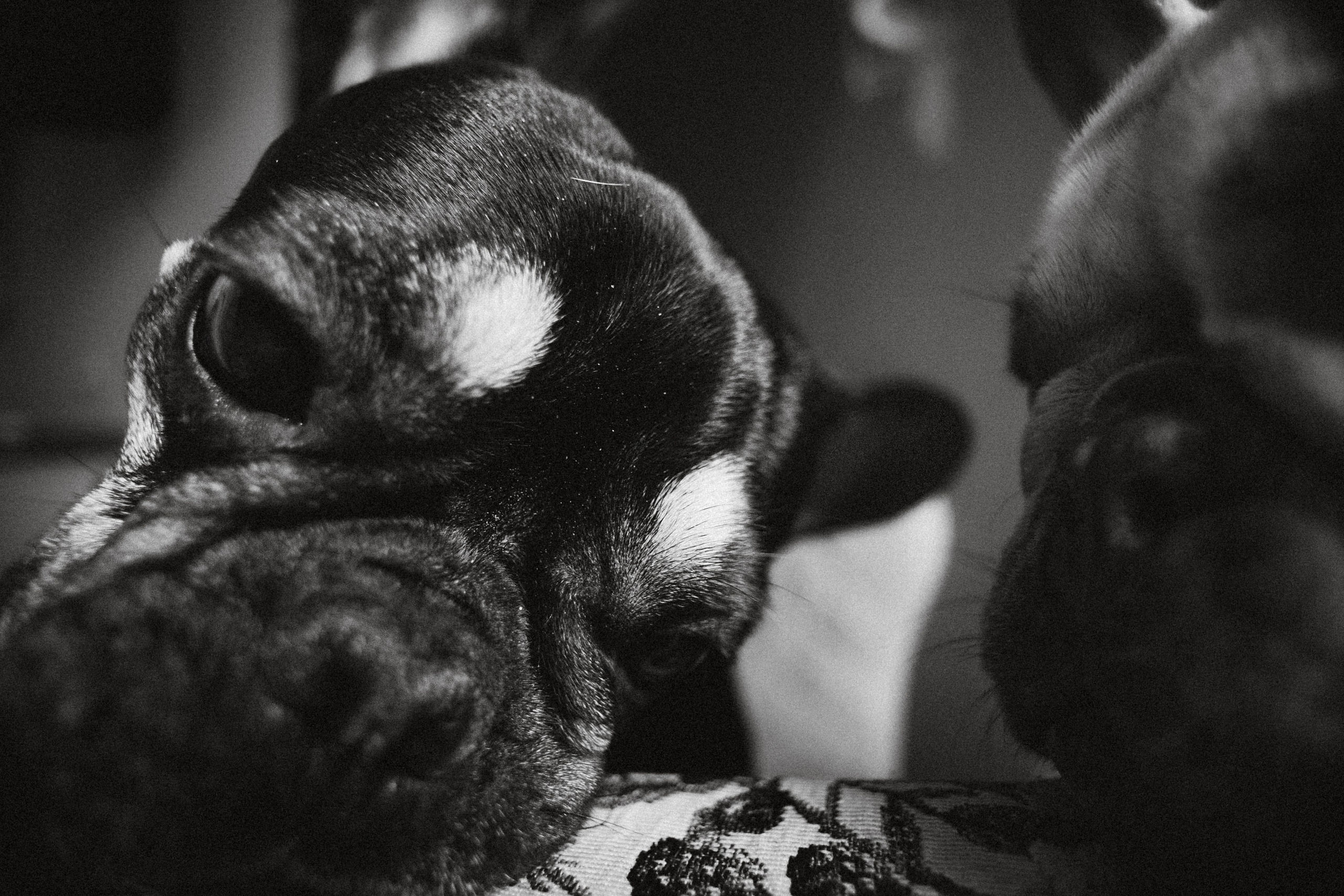 Юля, Мия и Зек