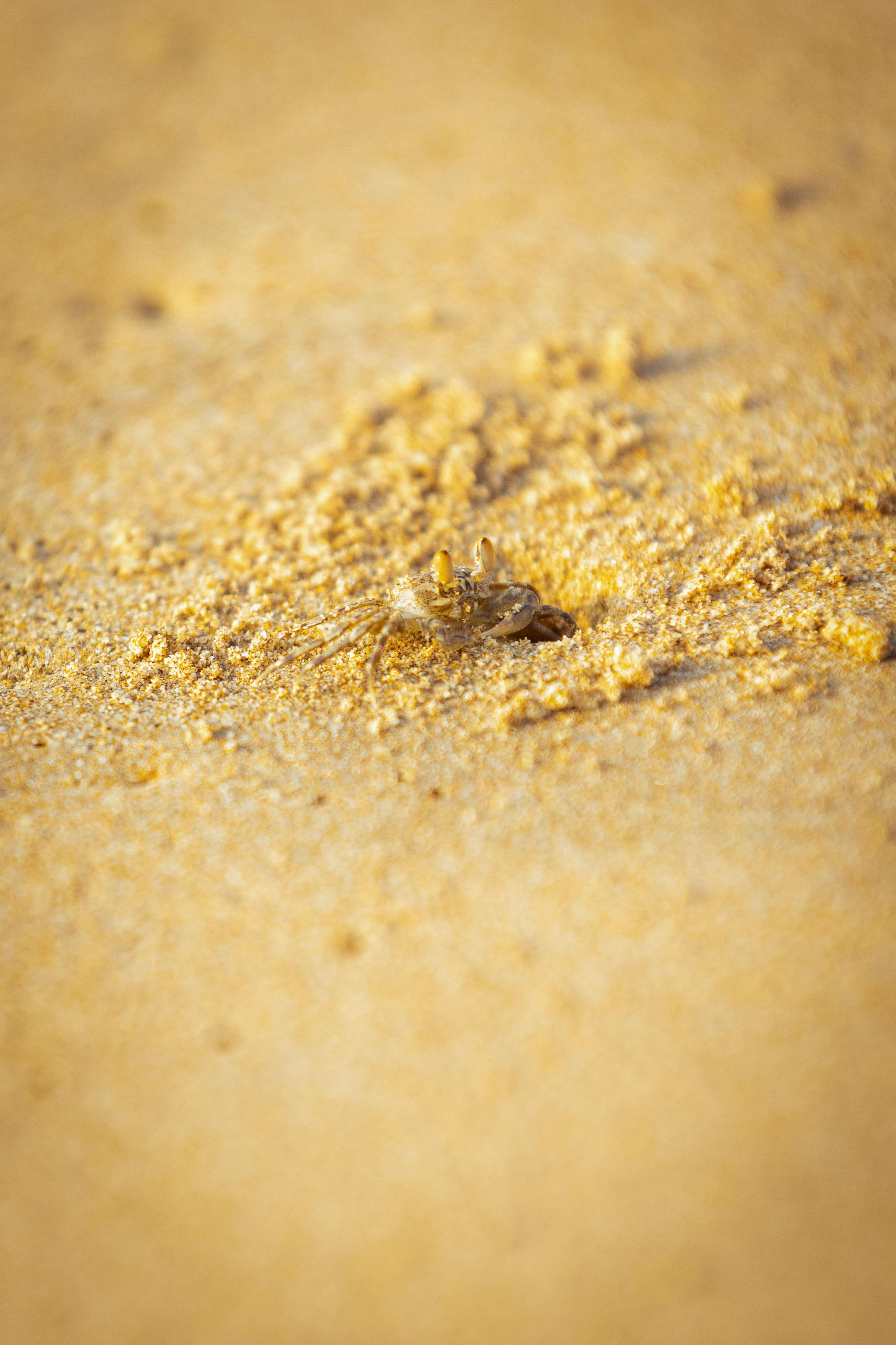 Шри-Ланка (весна 2024). Фотограф Виноградов Константин