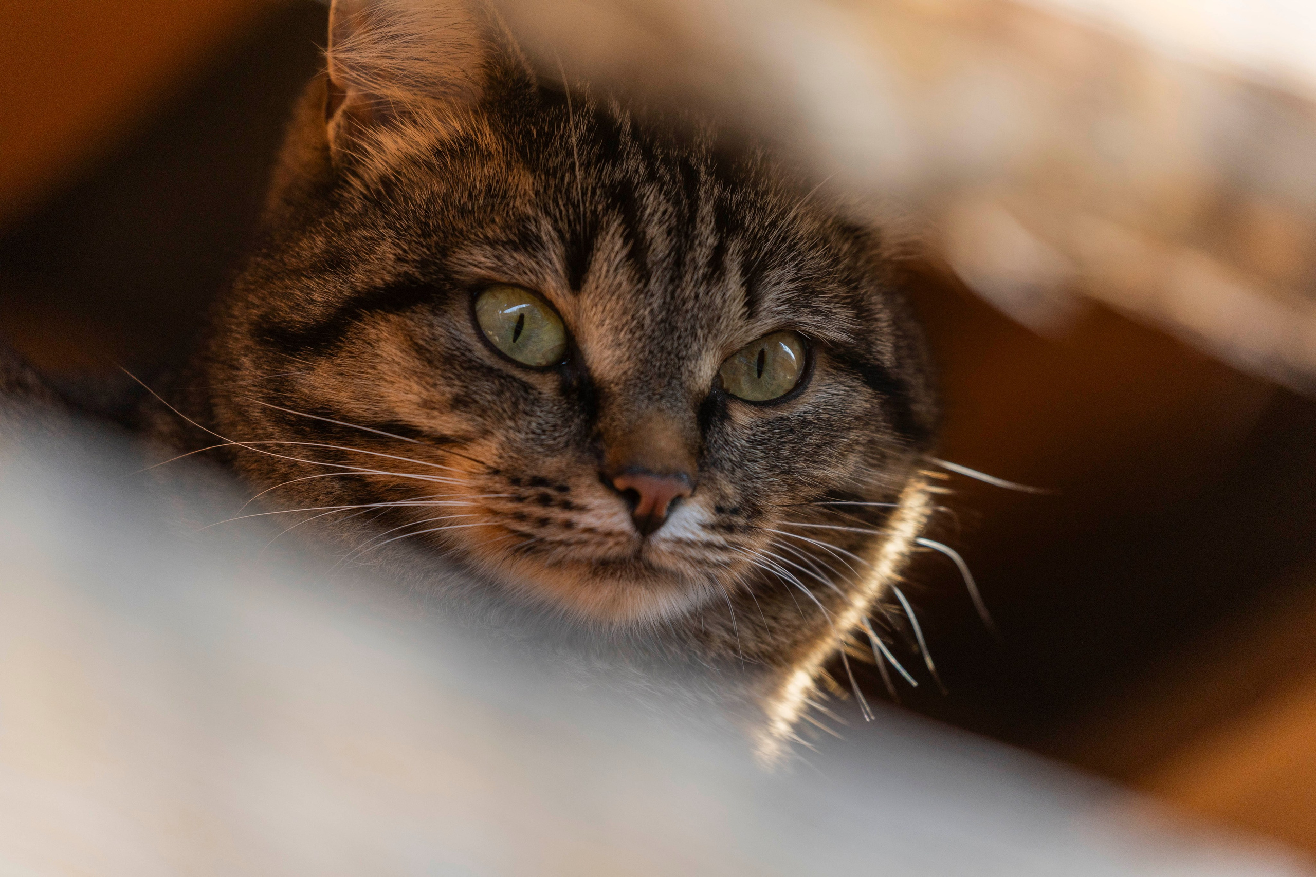 Фотограф Новиков Дмитрий