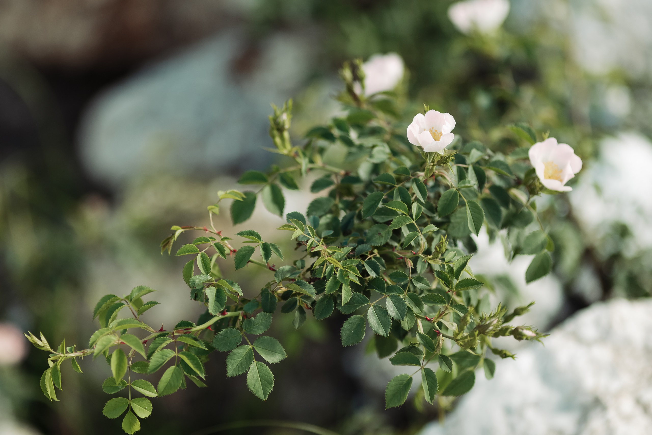 Коля и Оля. Свадебный фотограф в Краснодаре Николай Крауз