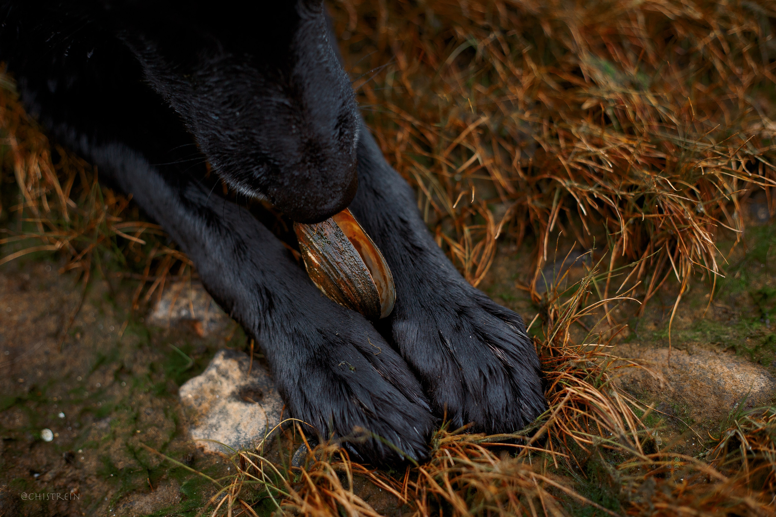 Дальний пирс. Фотограф-анималист Наталия Чистюхина в г. Сосновый Бор и ЛО