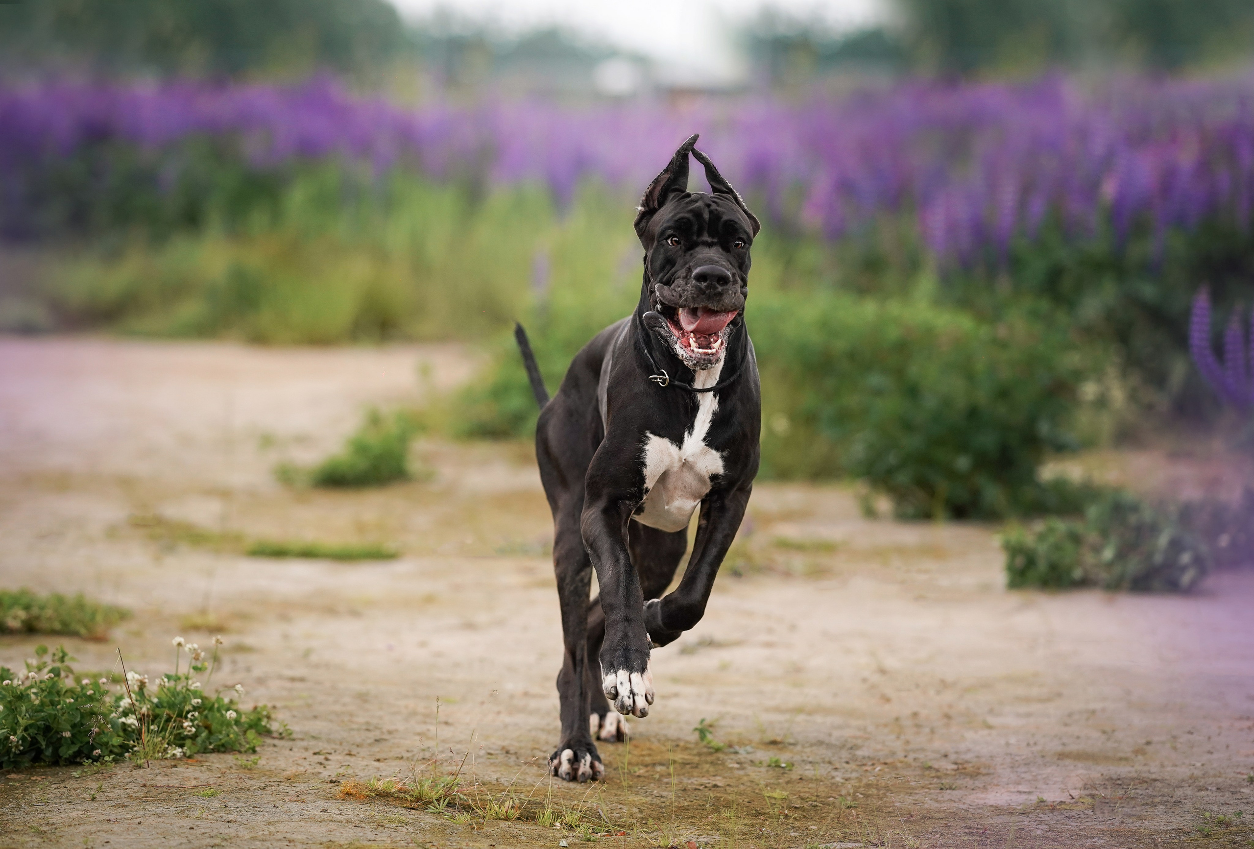 Вика и Трофей люпины. Фотограф-анималист в Санкт-Петербурге Яна Мартынова
