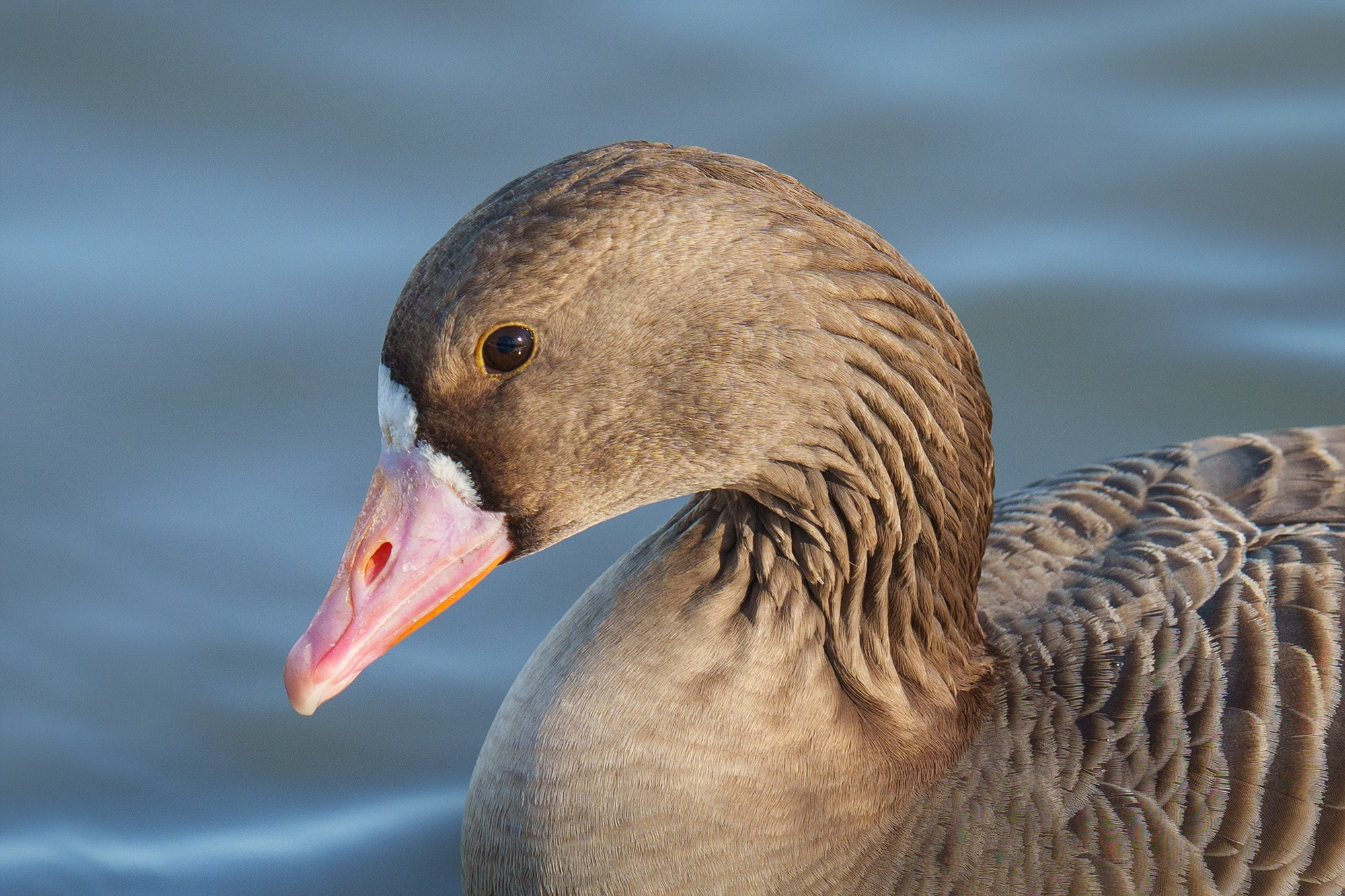 Удивительные мир птиц. Вокруг нас столько прекрасного — присмотритесь!. Ваш личный фотограф Марина Волкова