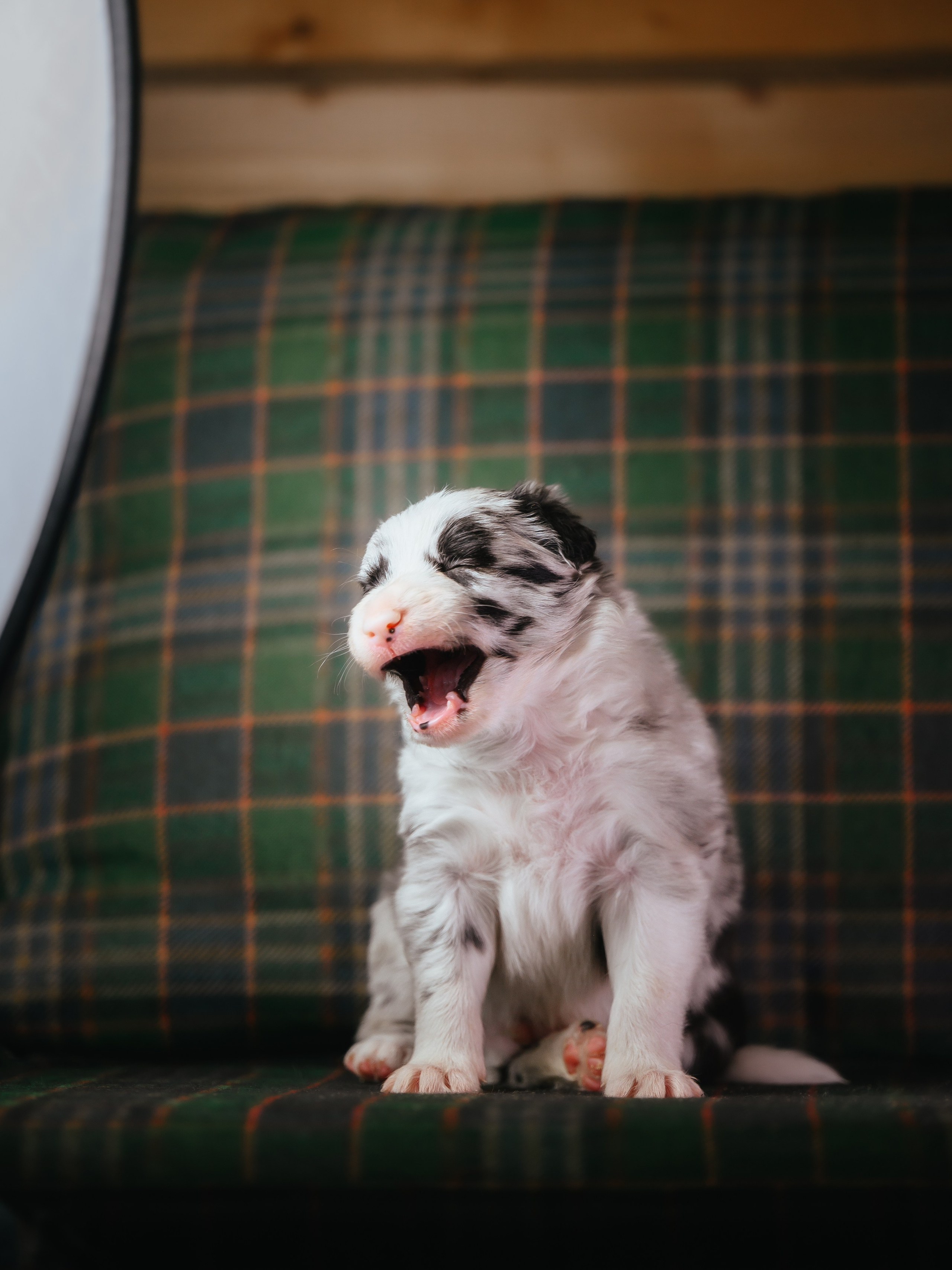 Бордер колли. Семейный фотограф анималист Ананьева Мария — Москва