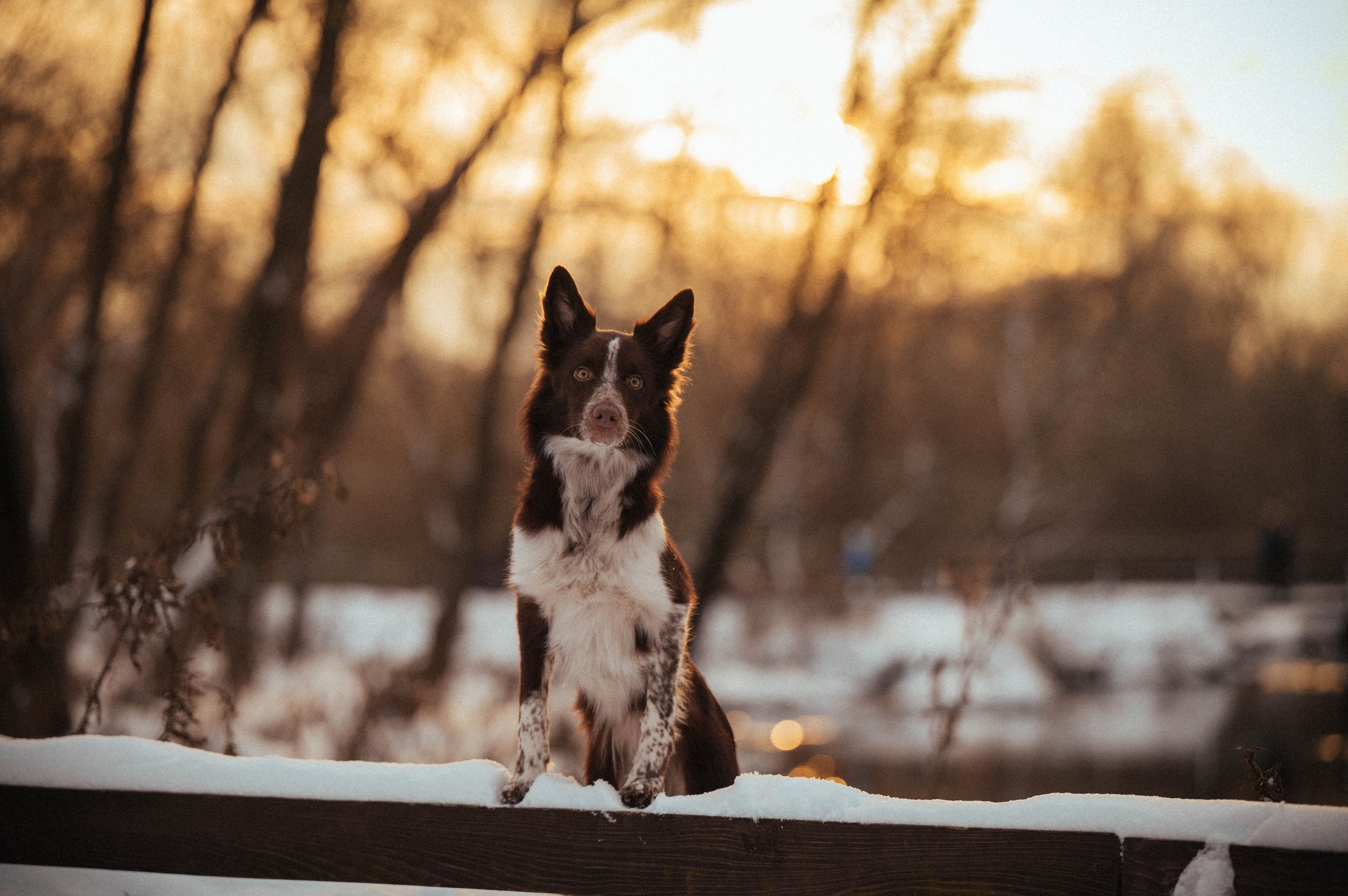 Даша и Мика. Семейный фотограф анималист Ананьева Мария — Москва