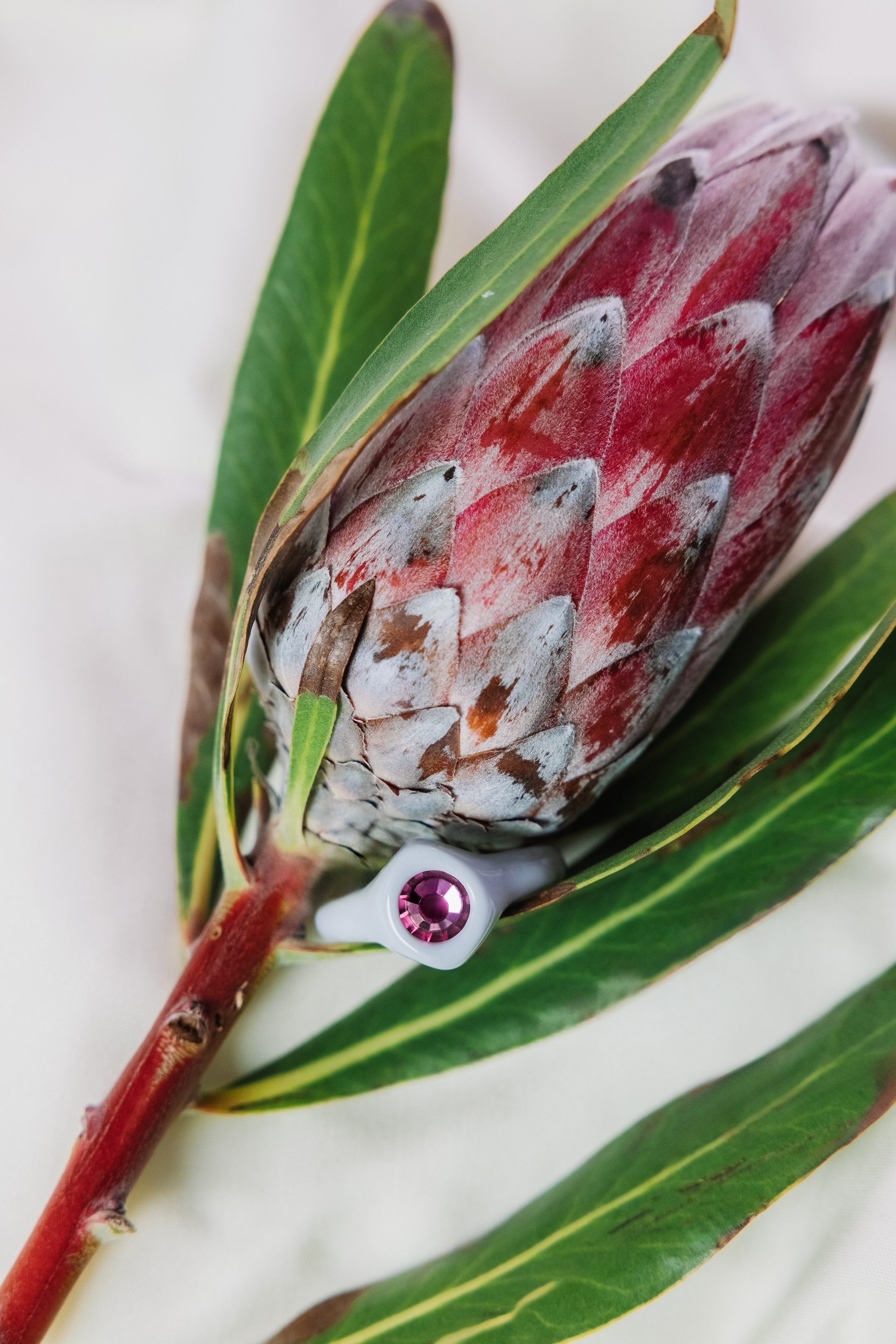 Poison Drop. Продюсер фото и видео съемок под ключ Москва