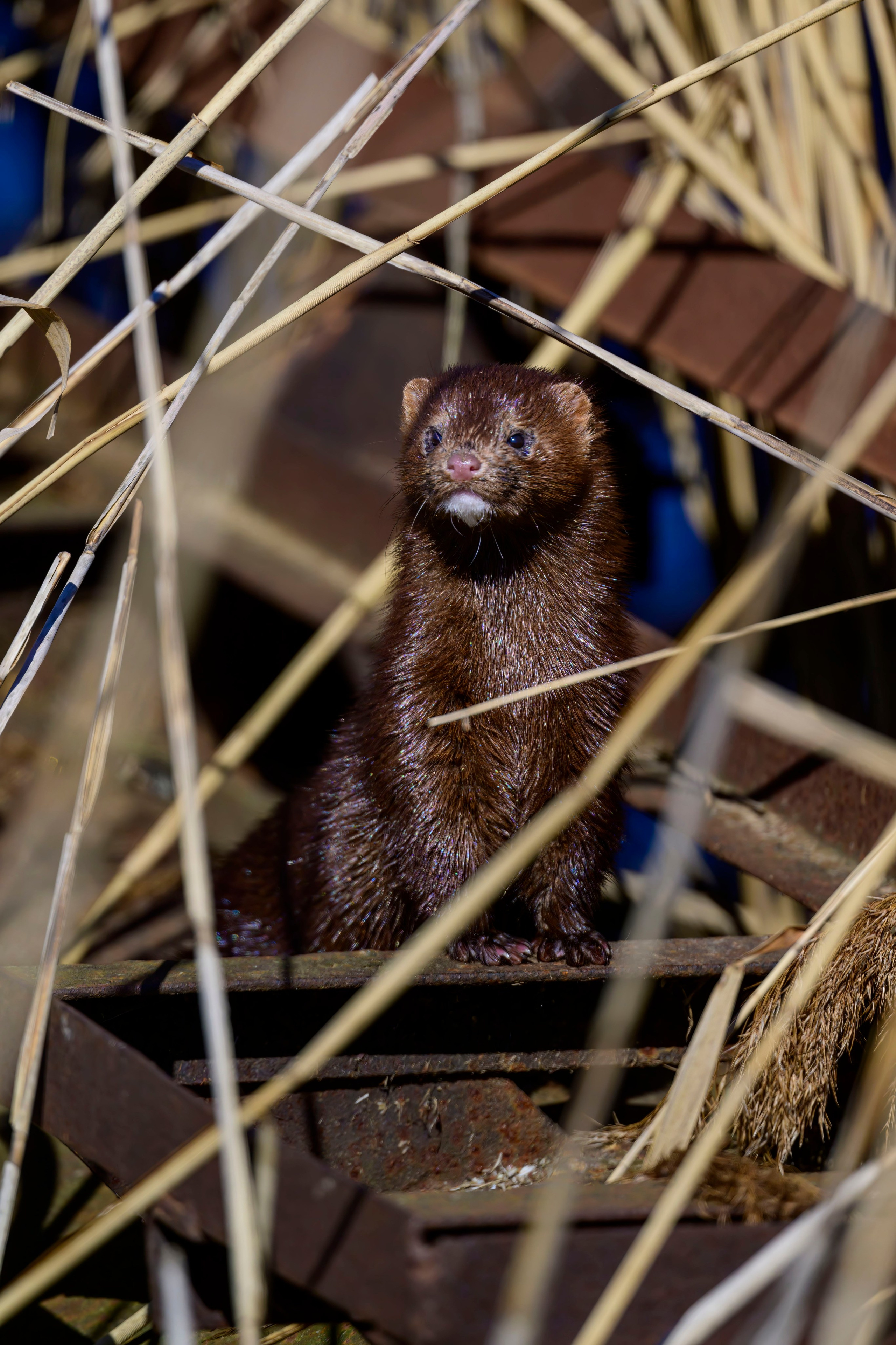 Норка и водоплавь. Фотограф Сергей Пупонин