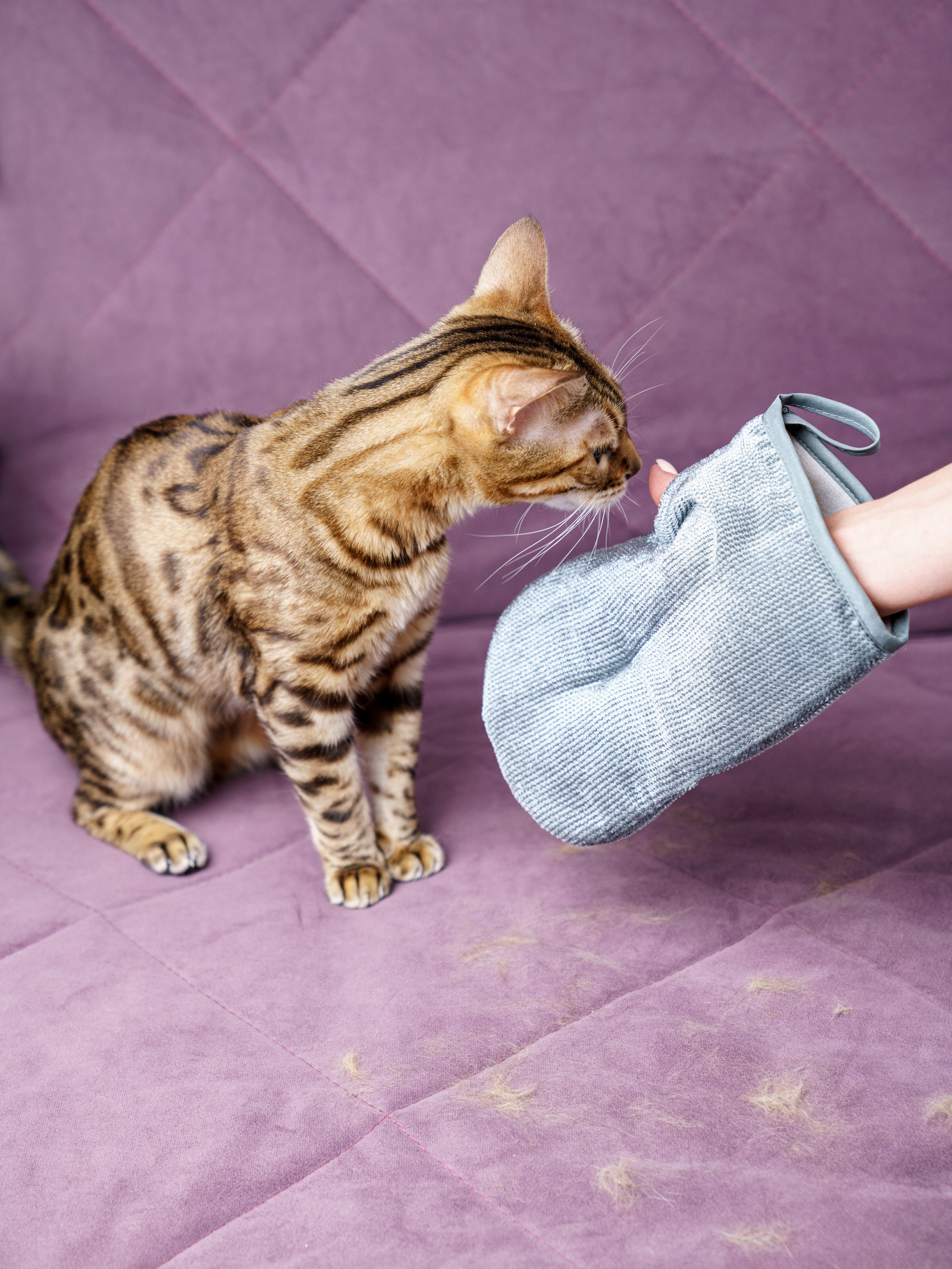 Съемки с животными. КЕД Студия-контент агентство полного цикла СПБ. Создаём фото, видео и контент, который помогает брендам и селлерам продавать больше