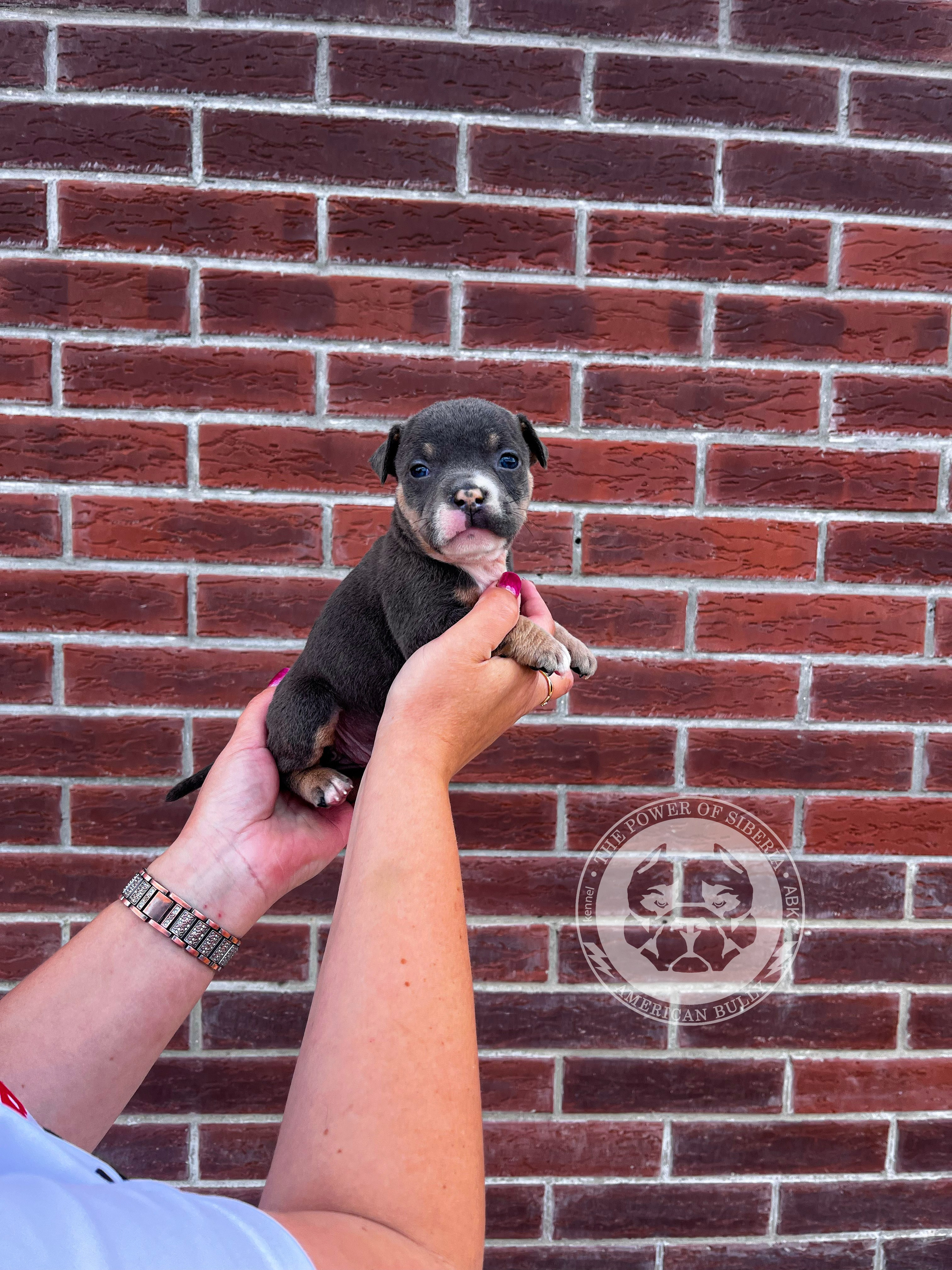 Помет Каспер и Тагира. 21.04.25. Американский Булли в г. Ростов-на-Дону. Питомник THE POWER OF SIBERIA