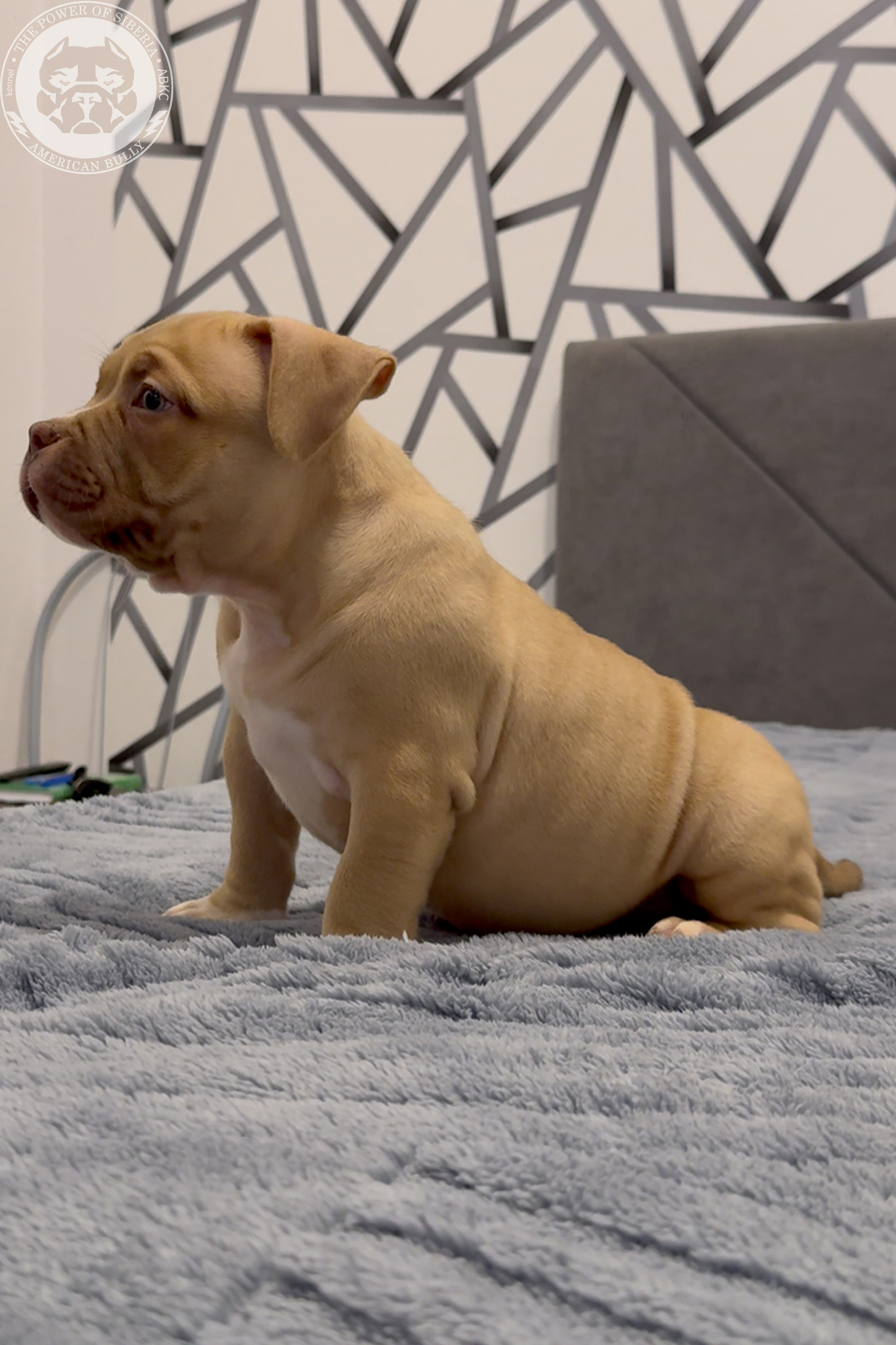 Свободные щенки Американский Булли, в типах покет, классик, стандарт. Американский Булли в г. Ростов-на-Дону. Питомник THE POWER OF SIBERIA