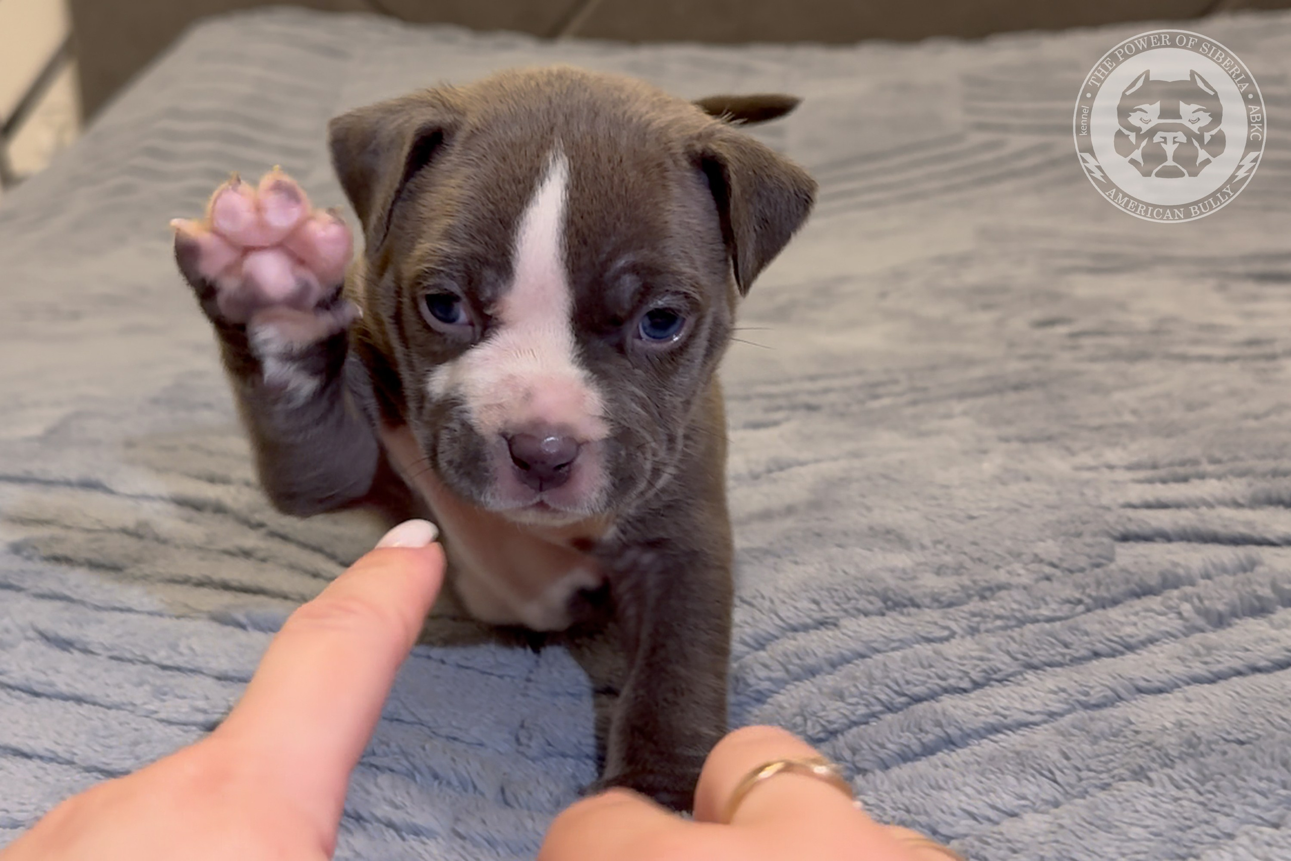 Свободные щенки Американский Булли стандарт и Свободные щенки Американский Булли классик. Американский Булли в г. Ростов-на-Дону. Питомник THE POWER OF SIBERIA