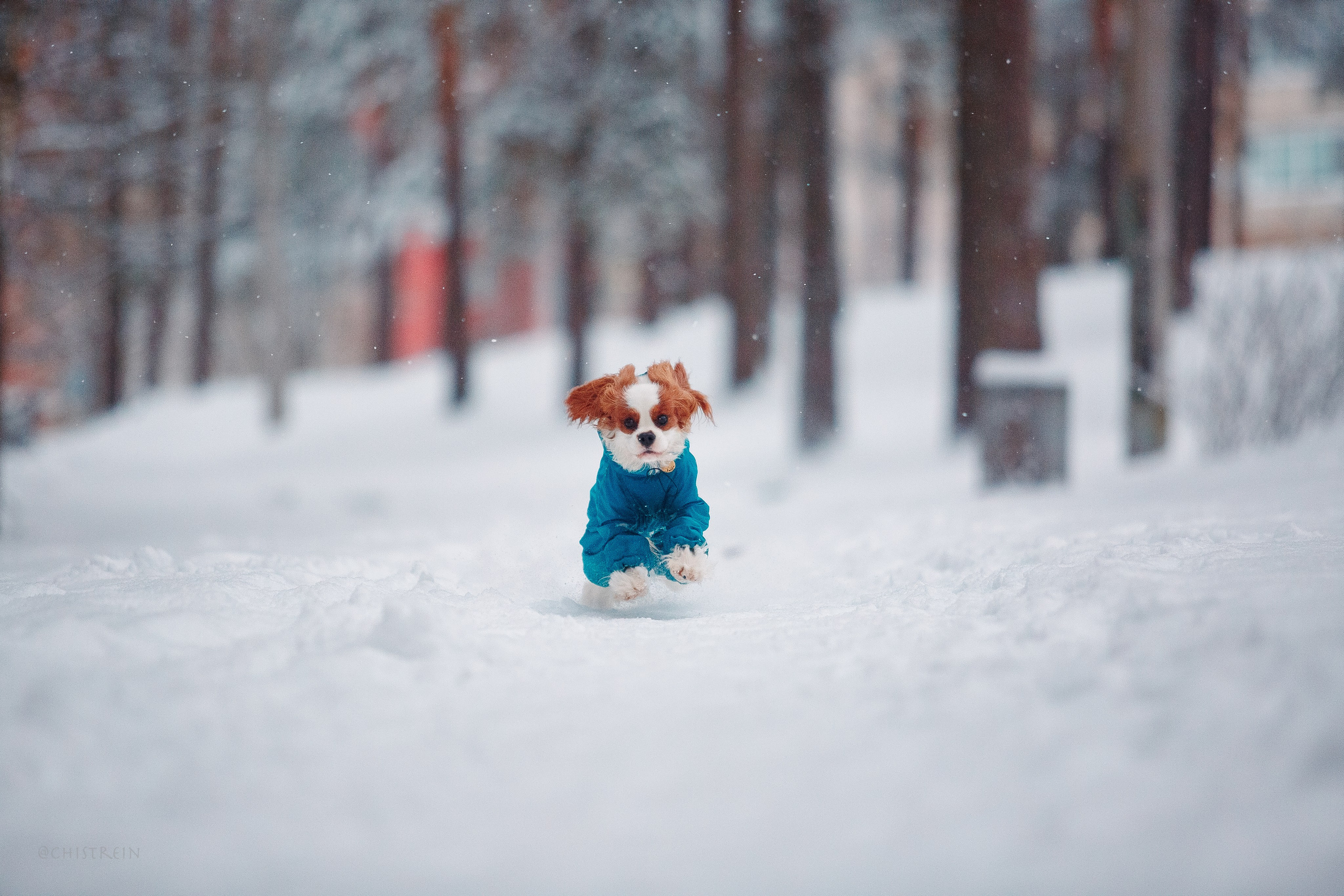 Внезапно апрельская зима. Фотограф-анималист Наталия Чистюхина в г. Сосновый Бор и ЛО