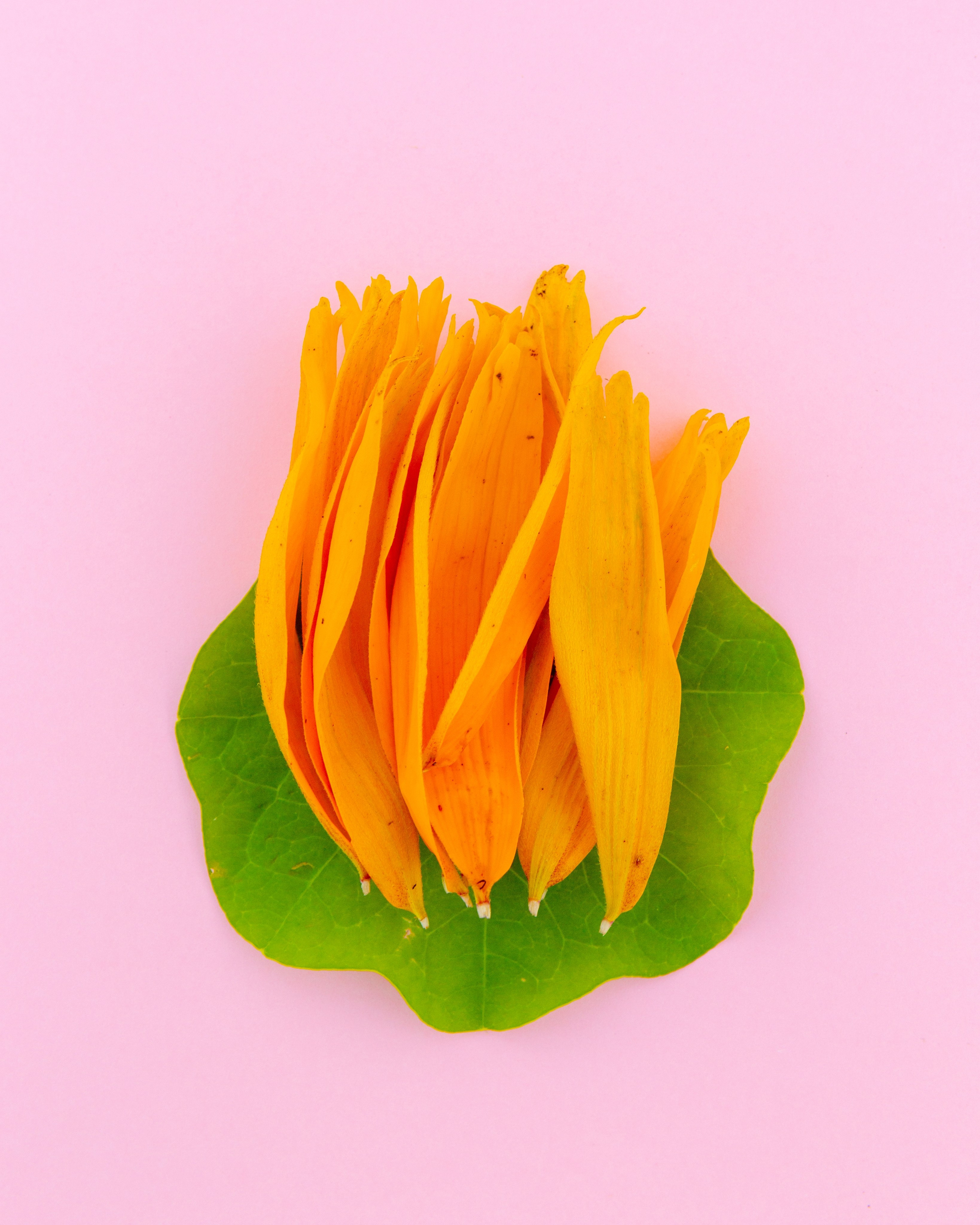 Условная ботаника. Фотографии Саши Любина