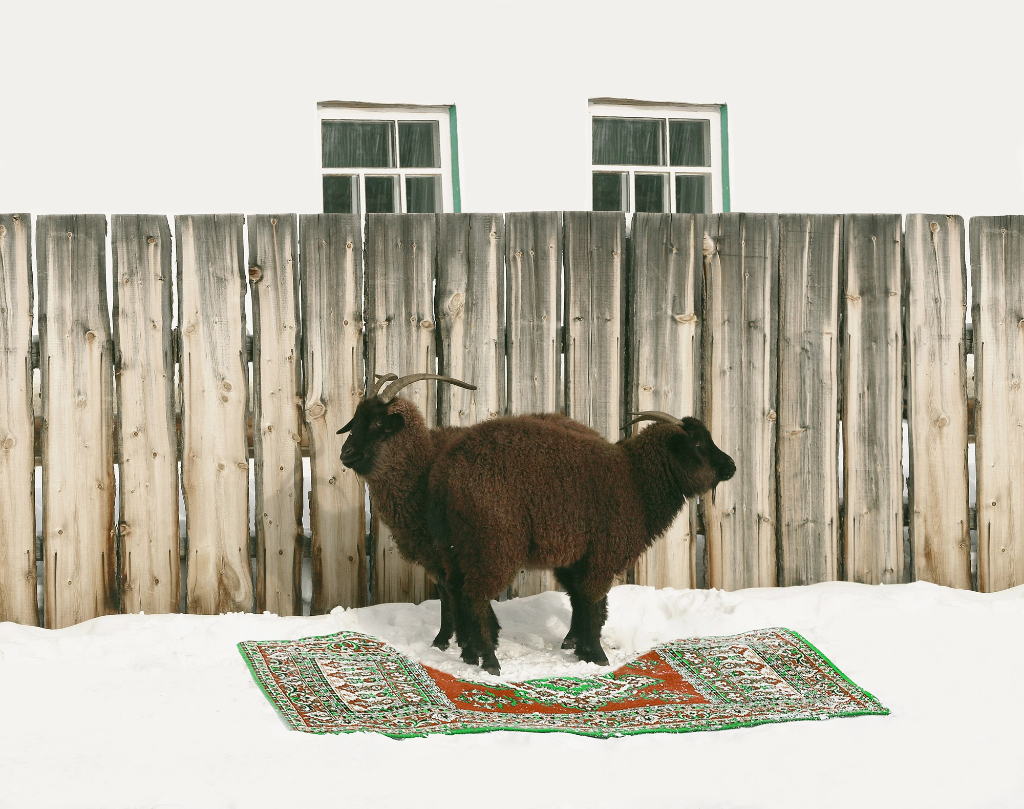 Animals and pets. Visual artist Olga Burmistrova