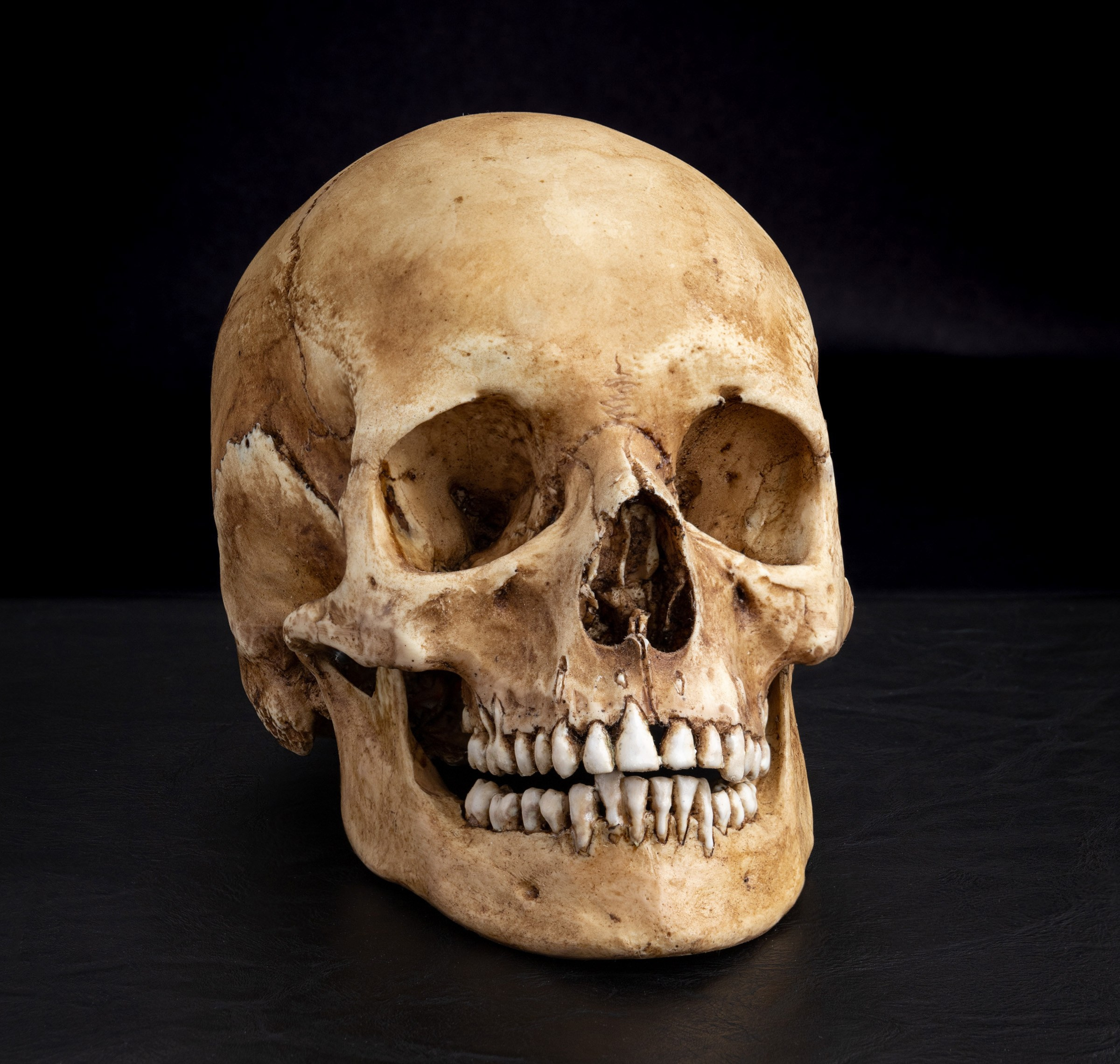 Муляж черепа человека в натуральную величину | Фото для каталога Ozon