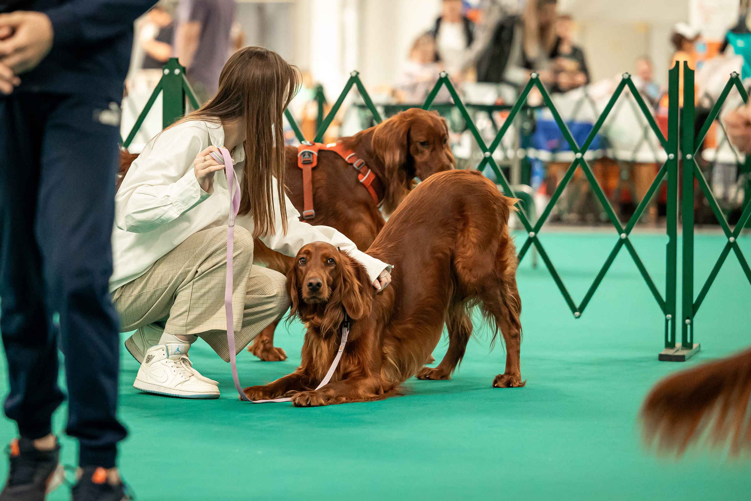 Выставка сеттеров 19.05.24