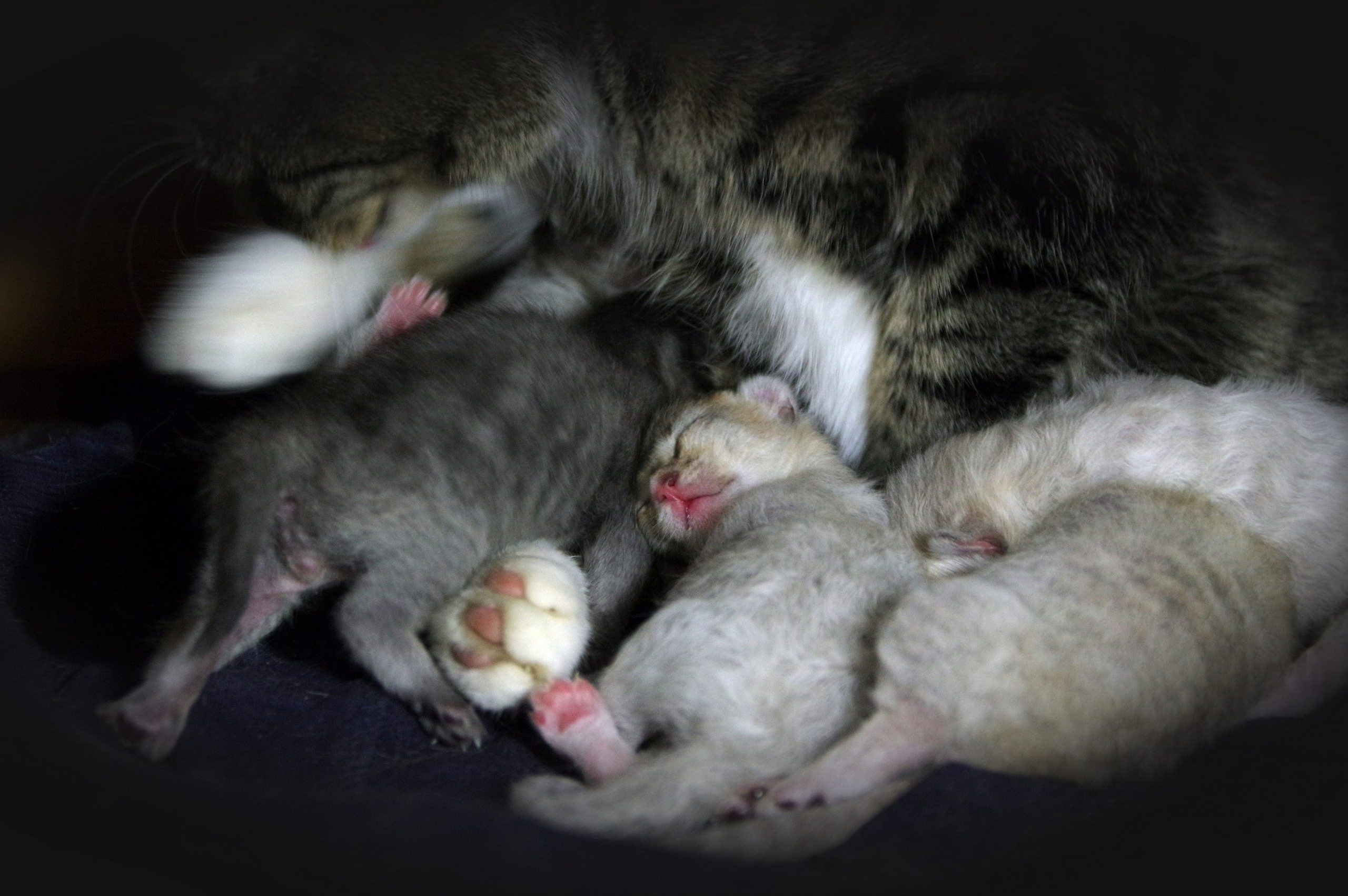 Котятам 6 дней. Вадим Шейдин