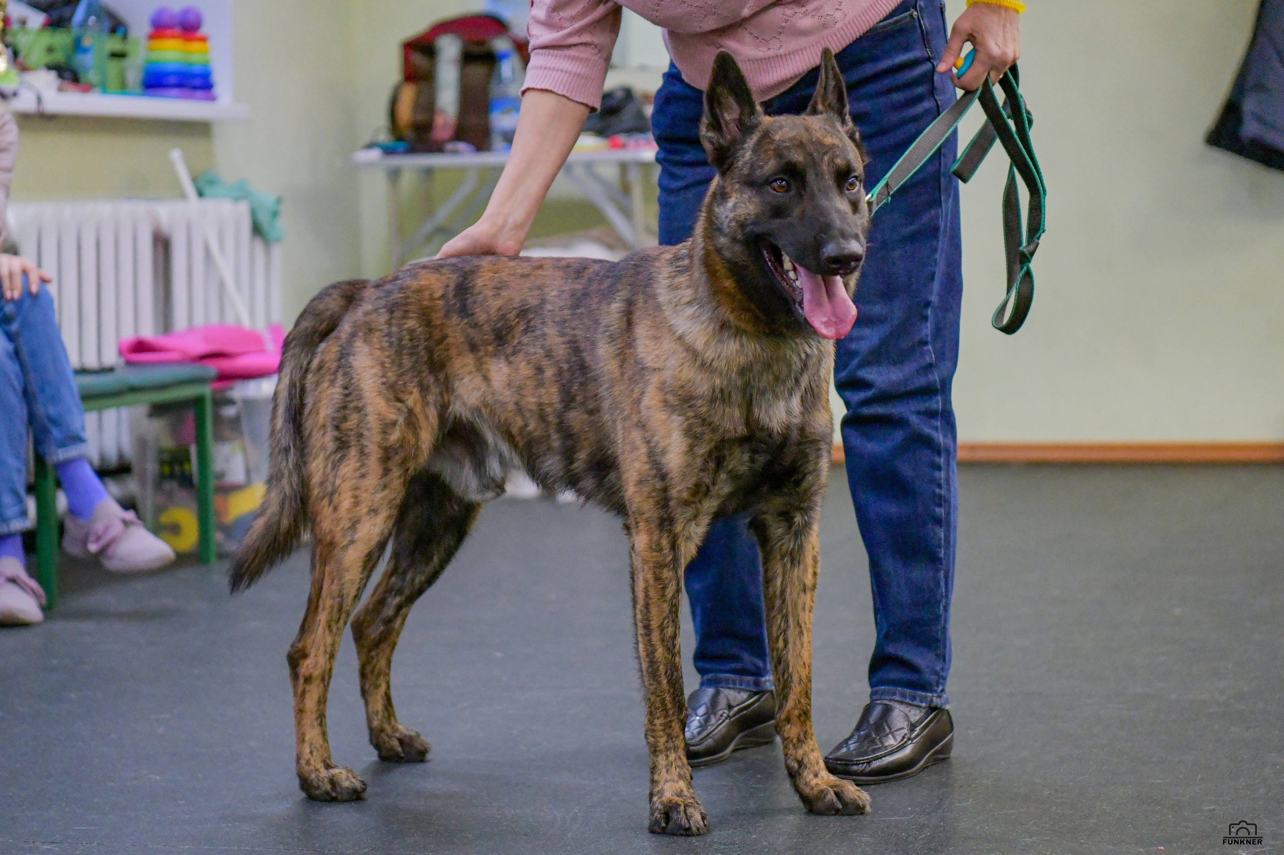 Кинологический клуб «Бодрый хвост». Свой взгляд через объектив