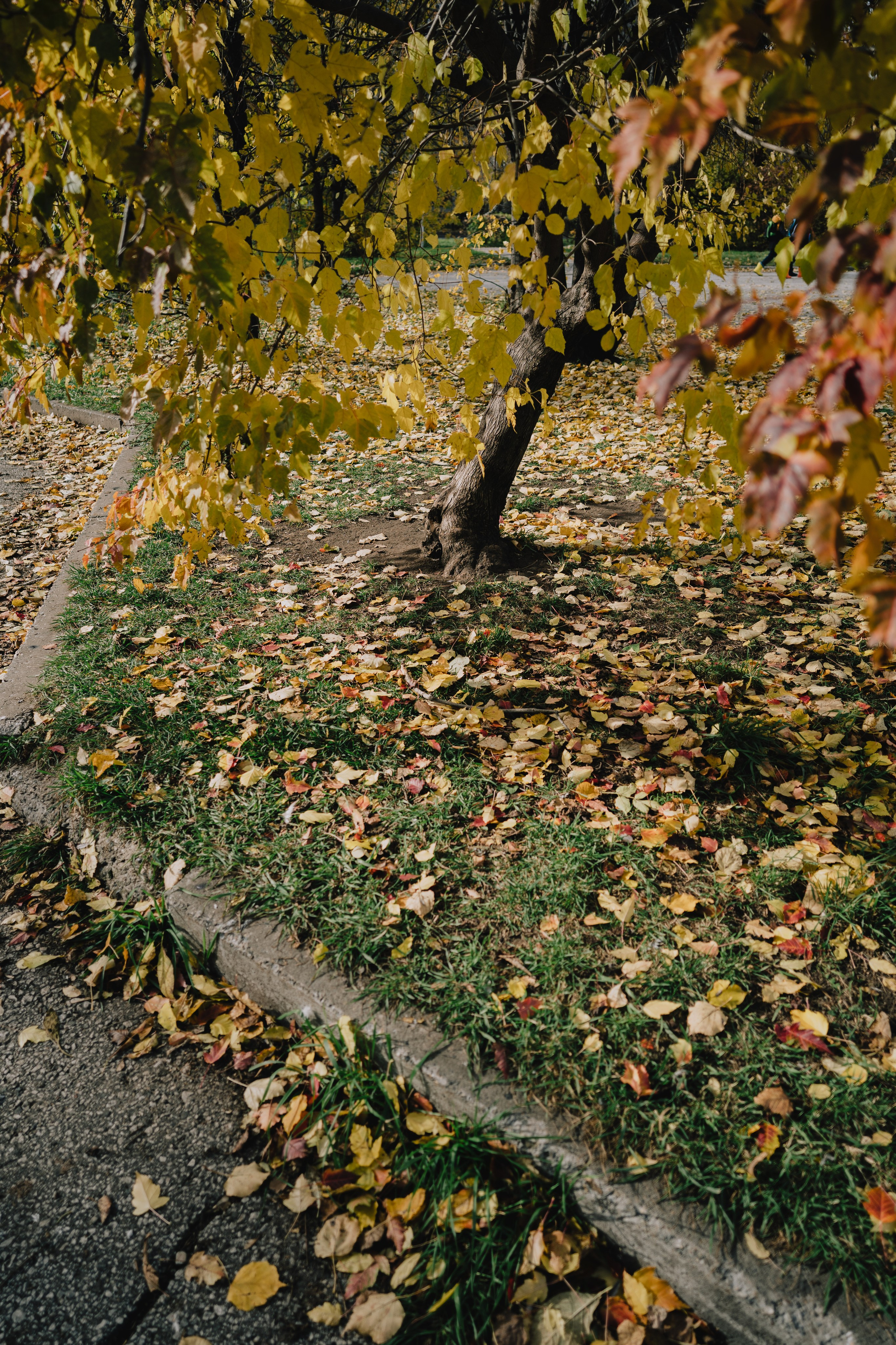 Осень в Северске. Veronika Popadeikina Photographer