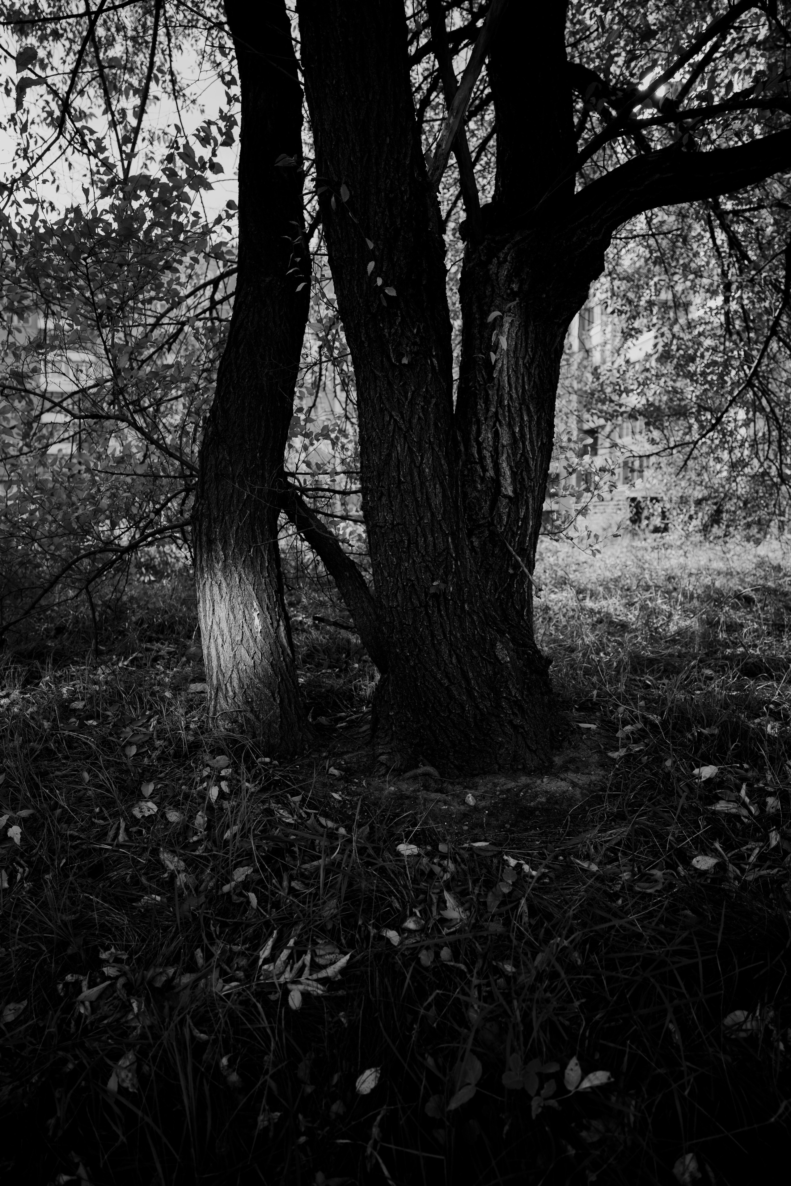 Осень в Северске. Veronika Popadeikina Photographer