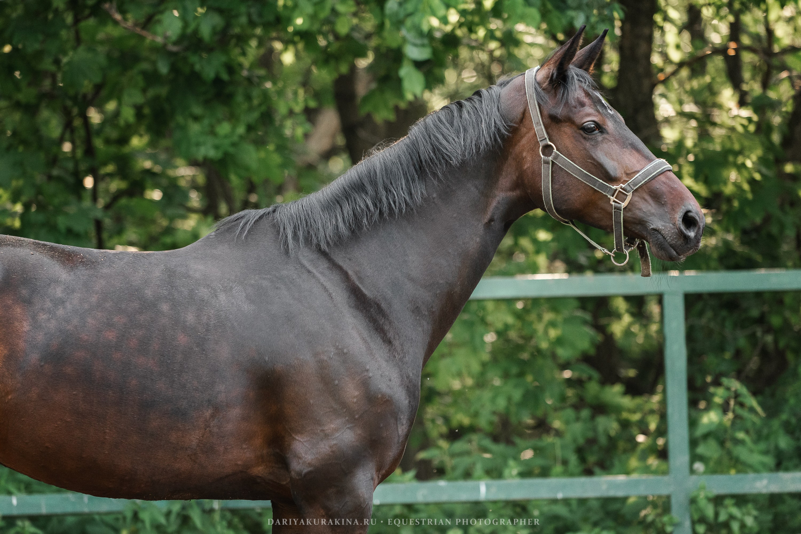КСПХ «ЮНА», Зелёновое. Конный фотограф Куракина Дарья • Фотосессии с лошадьми
