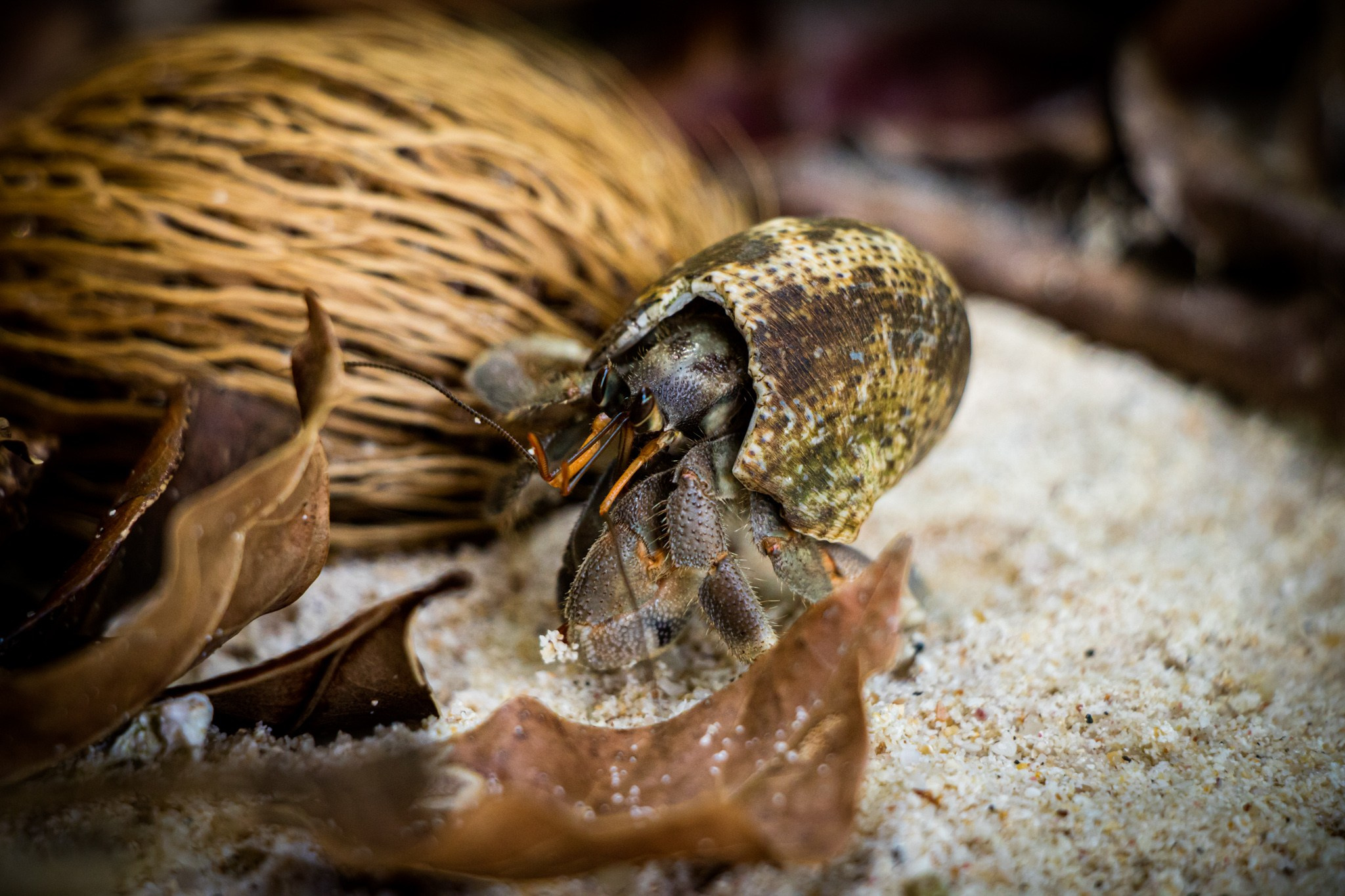 Макро. Фотограф Василий Буланов