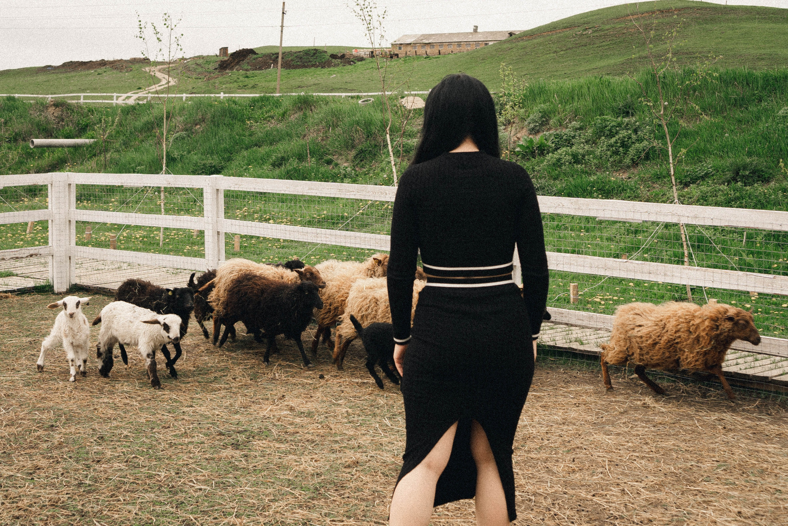 Ферма Альпак. Профессиональный фотограф, Санкт-Петербург — Виктория Богомолова