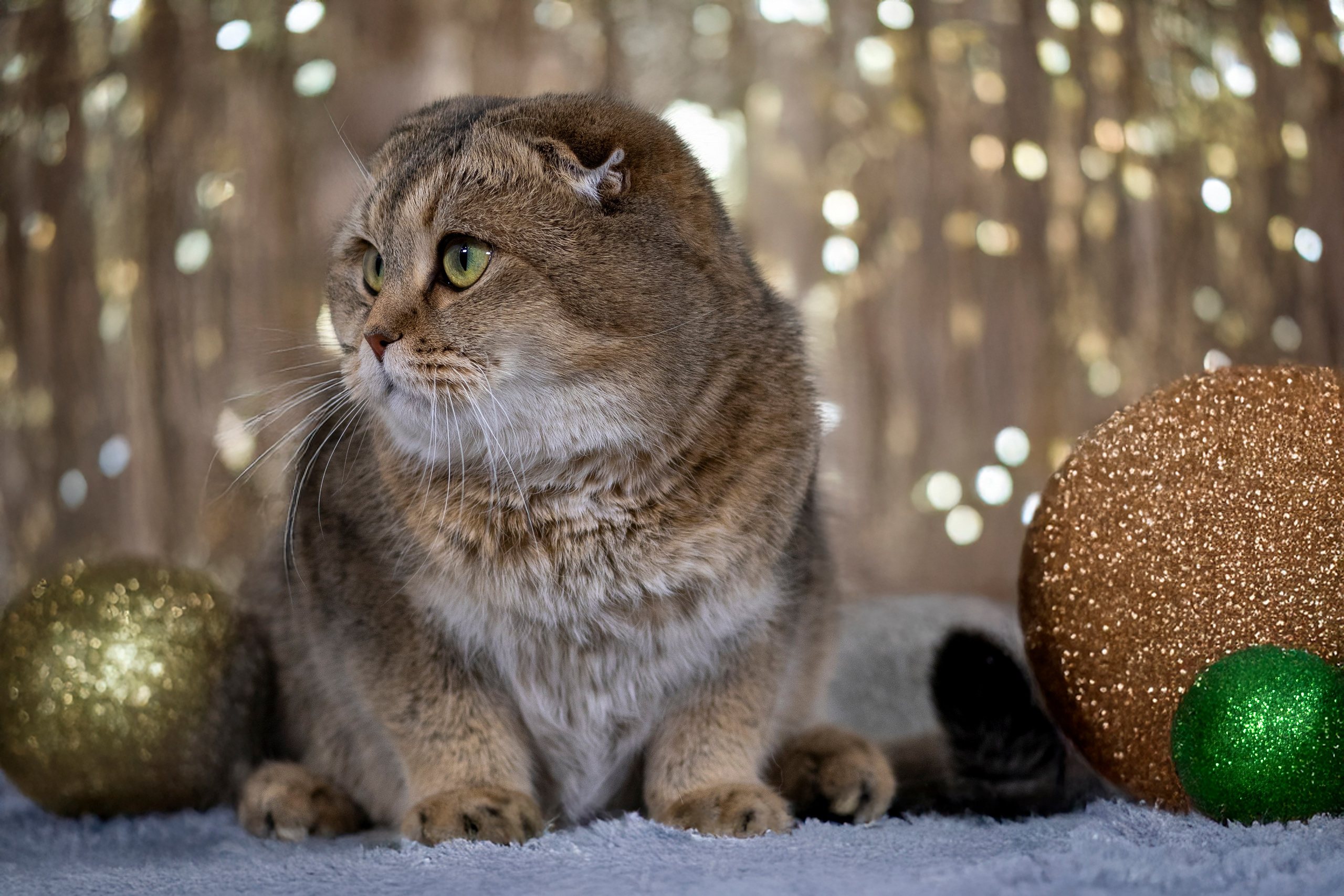 Передержка котиков. Фотограф анималист в Санкт-Петербурге Таша Крейв