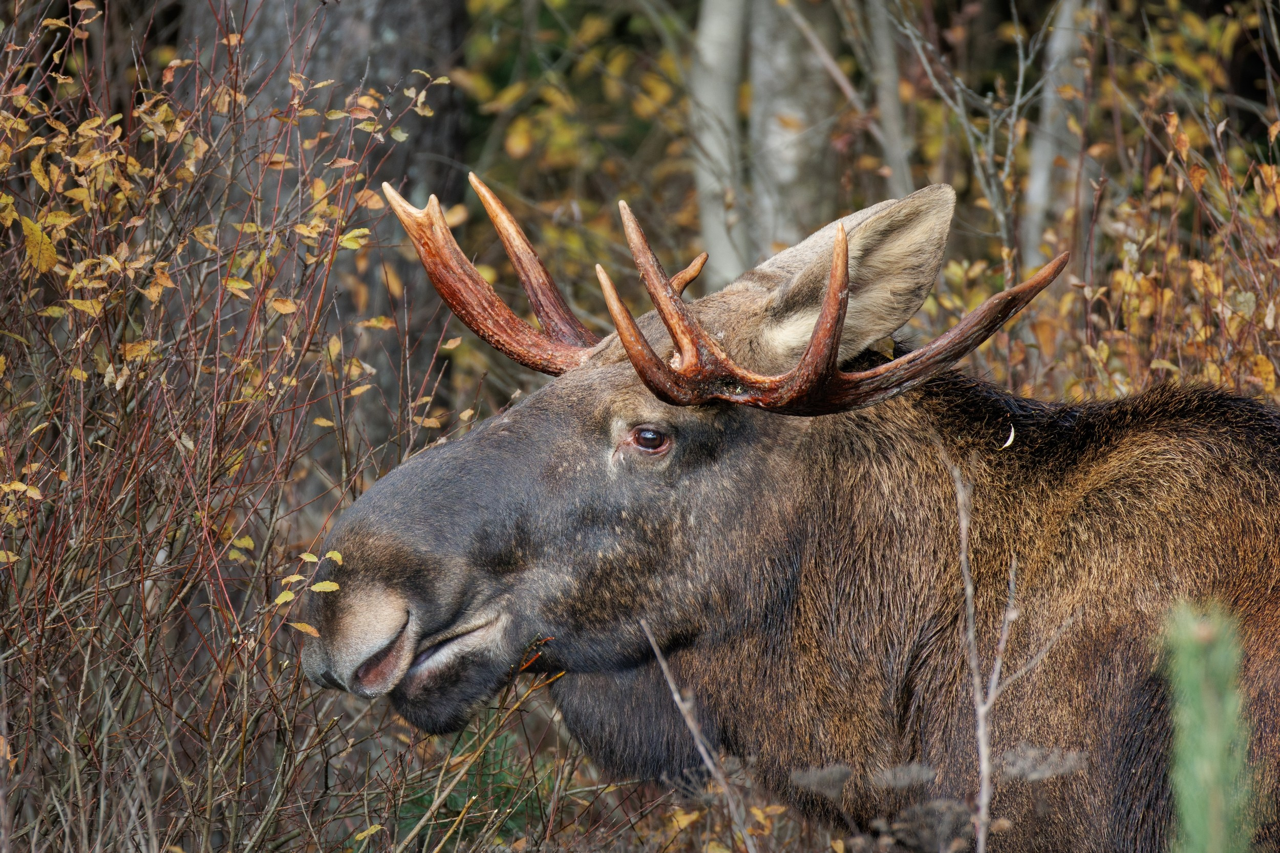 Лось на лесной поляне