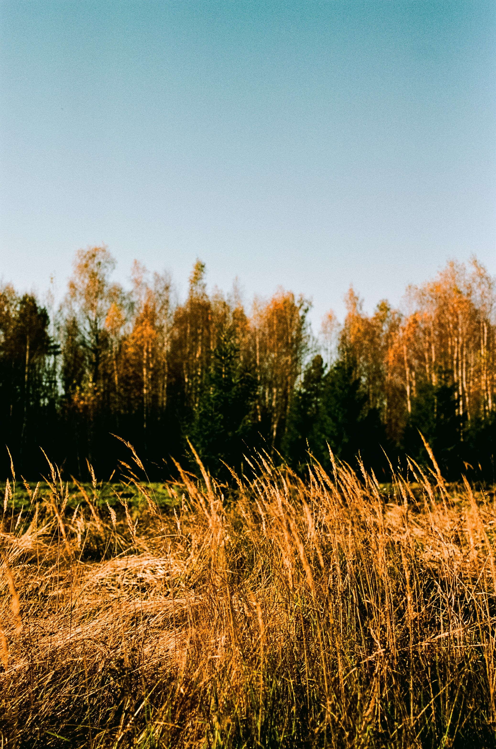 Nikon F100 — Mamiya (645) Sekor C 45 mm f2.8 и Macro 80 mm f/4