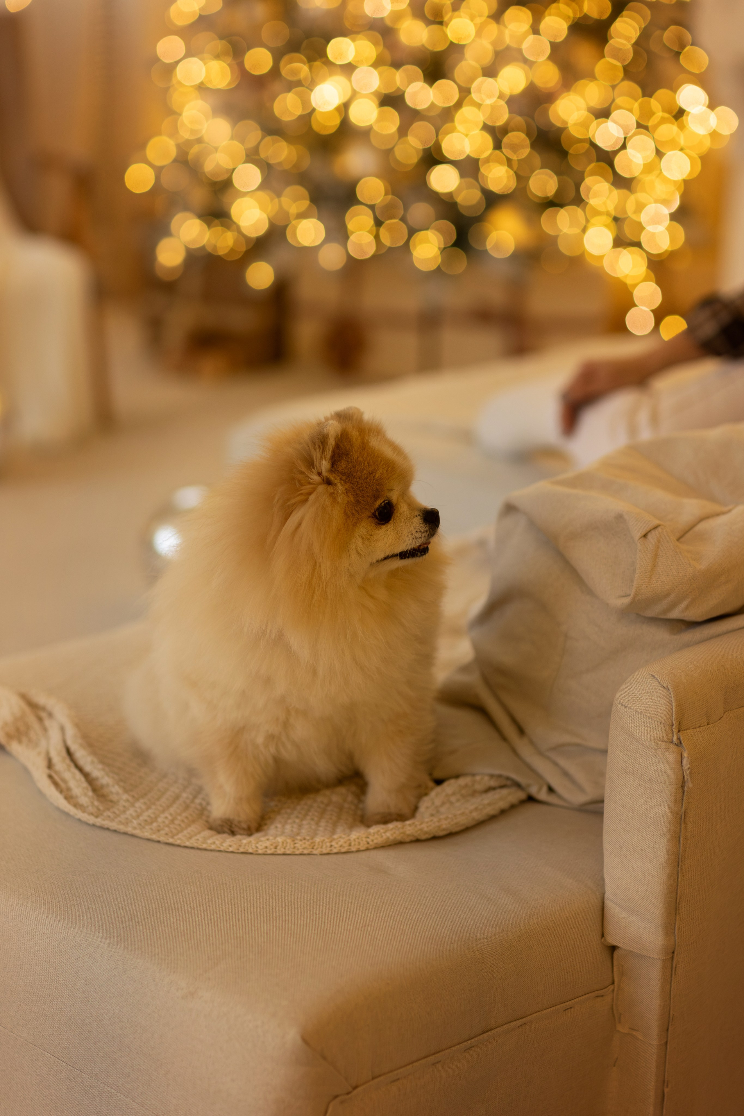 Натали и Арчибальд. Фотограф — Анималист Наталья Тямушева